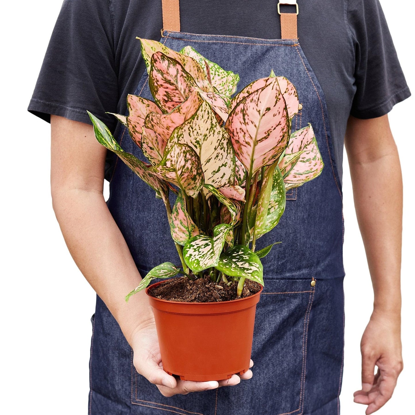 6 Pack Chinese Evergreen 'Lady Valentine' in 4in Pot - Live Plants Tropical Houseplants | Variegated | USA Growers | The Snobby Leaf