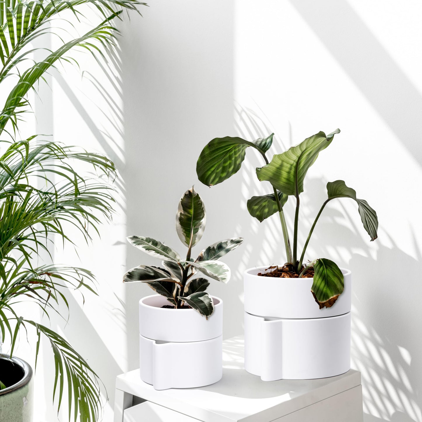 Phoenix Vine 8 Inch Self-Watering Planter Pot with Terracotta Insert, Deep Water Reservoir, and Ceramic-Alike BPA-Free Plastic Planter Pot for Plant, Modern Planter for Houseplants, White, 53-A-T-1
