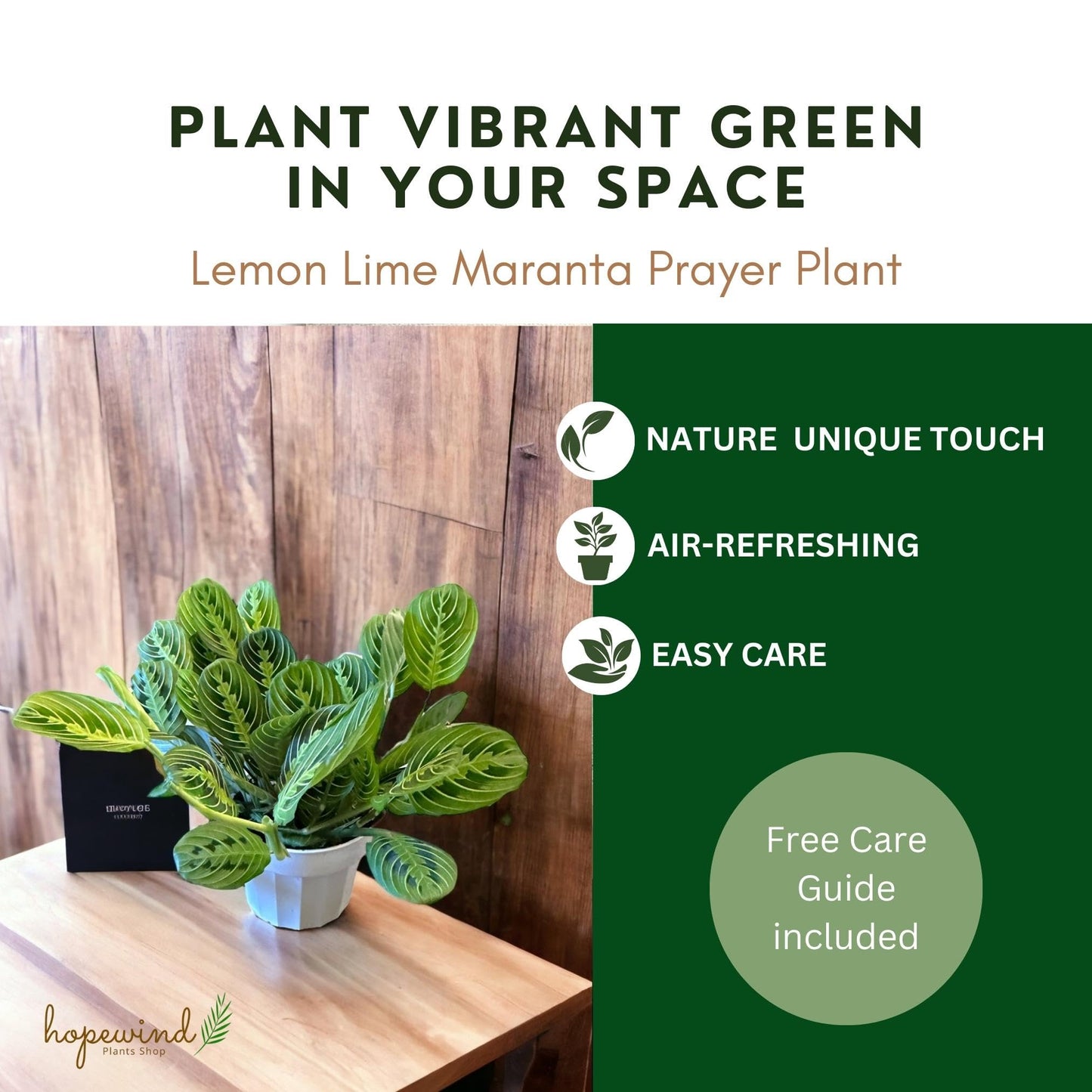 Live Plant, Lemon Lime Maranta Prayer Plant, Pet Friendly, Air Purifying Plant, Easy Care, Easy to Grow Live Indoor Plant, Houseplant, Rare Indoor Plant, Home Décor Pot (Jute Brown Assorted)