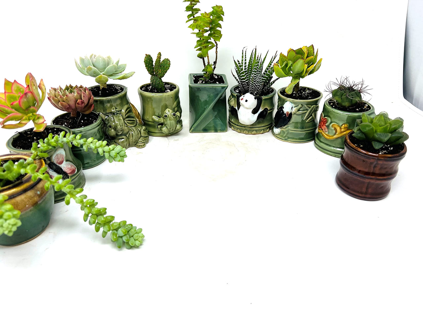 JMBamboo 3 Different Aloe and Succulent Plants- Easy to grow/Hard to kill! 2" Ceramic