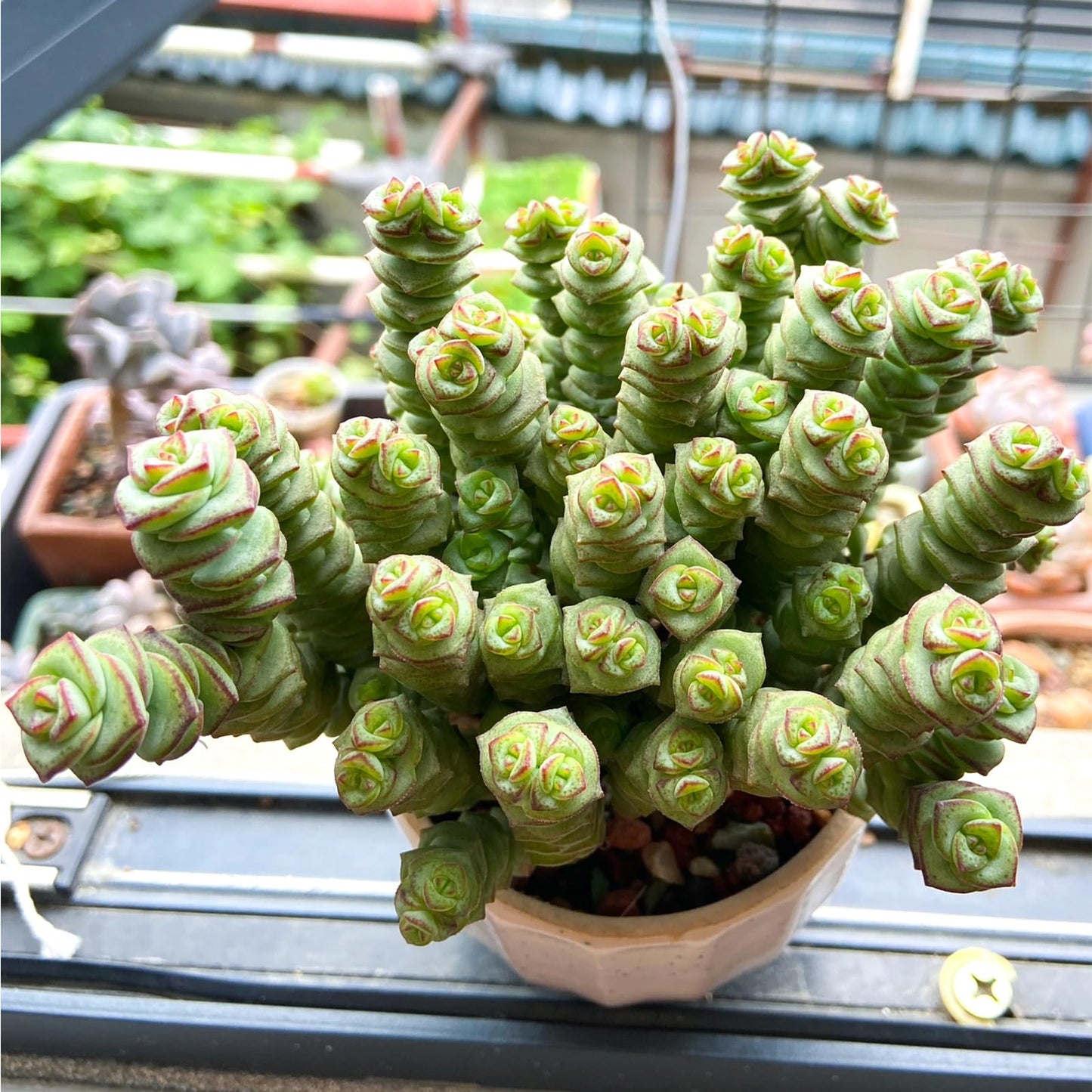Sprout N Green 4" String of Buttons in White Stripe Pot, Live Crassula 'Baby's Necklace' Trailing Succulent, Rare House Plant for Home Office Wedding Hanging Decoration, DIY Projects, Party Favor