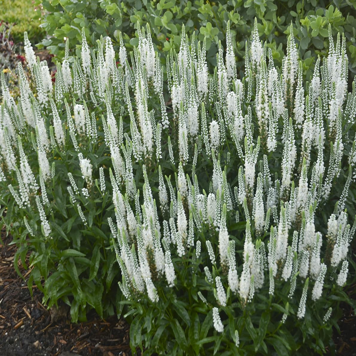 Live Plant from Green Promise Farms - Proven Winners, Veronica Magic Show 'White Wands' Spike Speedwell, White Flowers - #1 Gallon Size Container
