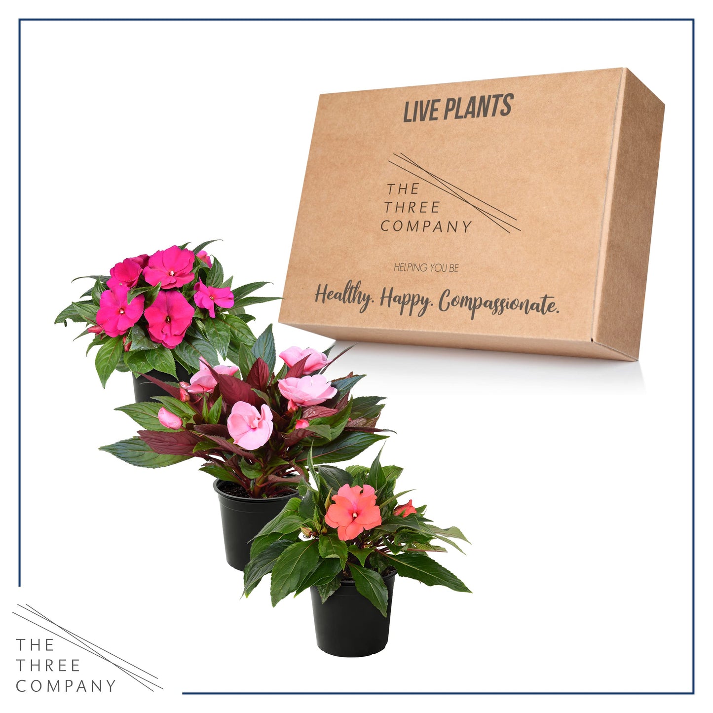 Live New Guinea Impatiens Plant - Shades of Pink (3 Plants Per Pack) - Beautiful Flowering Shade Flowers - 12" Tall by 5" Wide in 1 Qt Pot (Pack of 2)