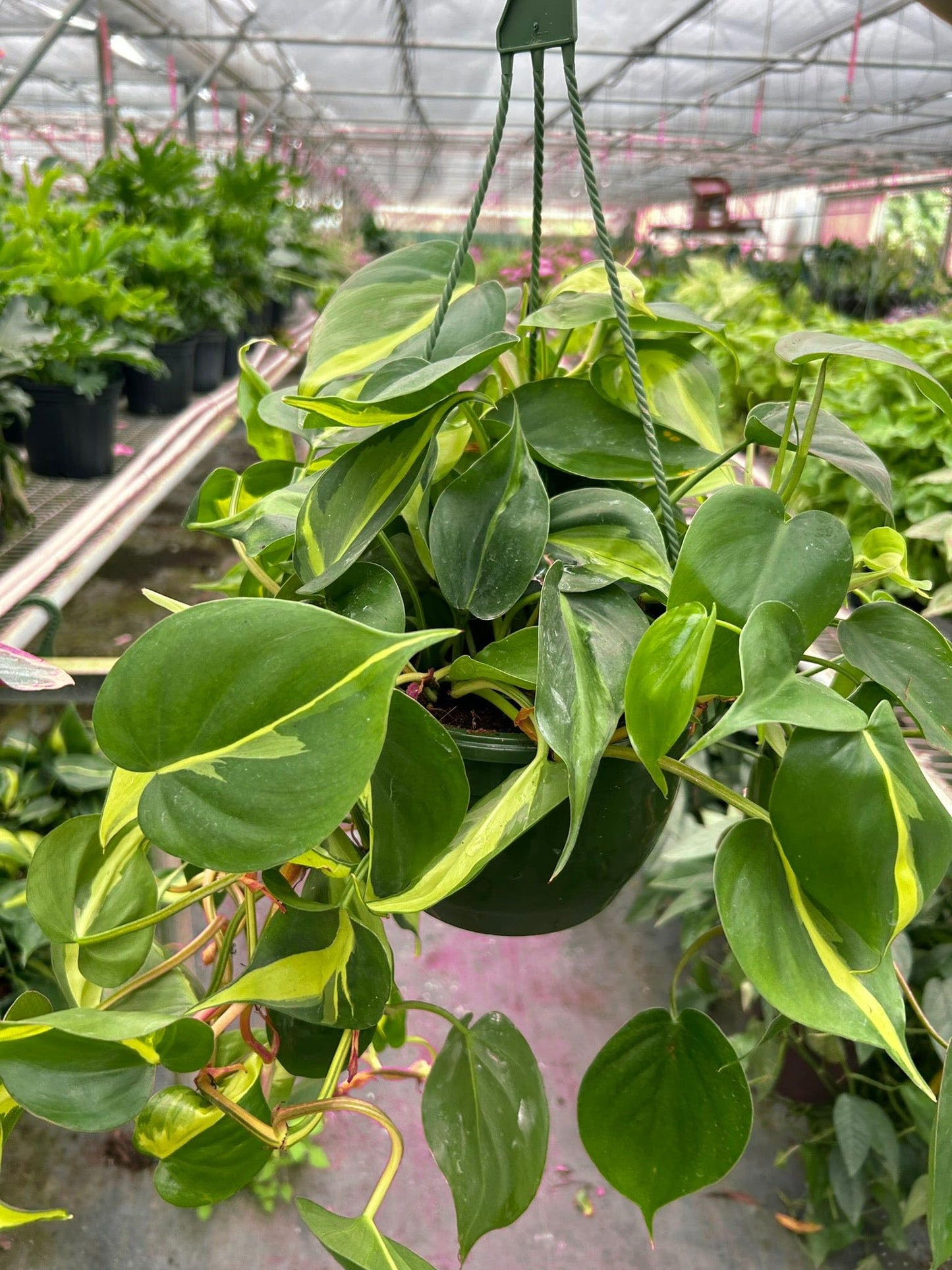 5 Pack Philodendron 'Brasil' in 4in Pot - Live Tropical Houseplant - Easy to Grow | Air Purifying | Variegated | USA Growers | The Snobby Leaf