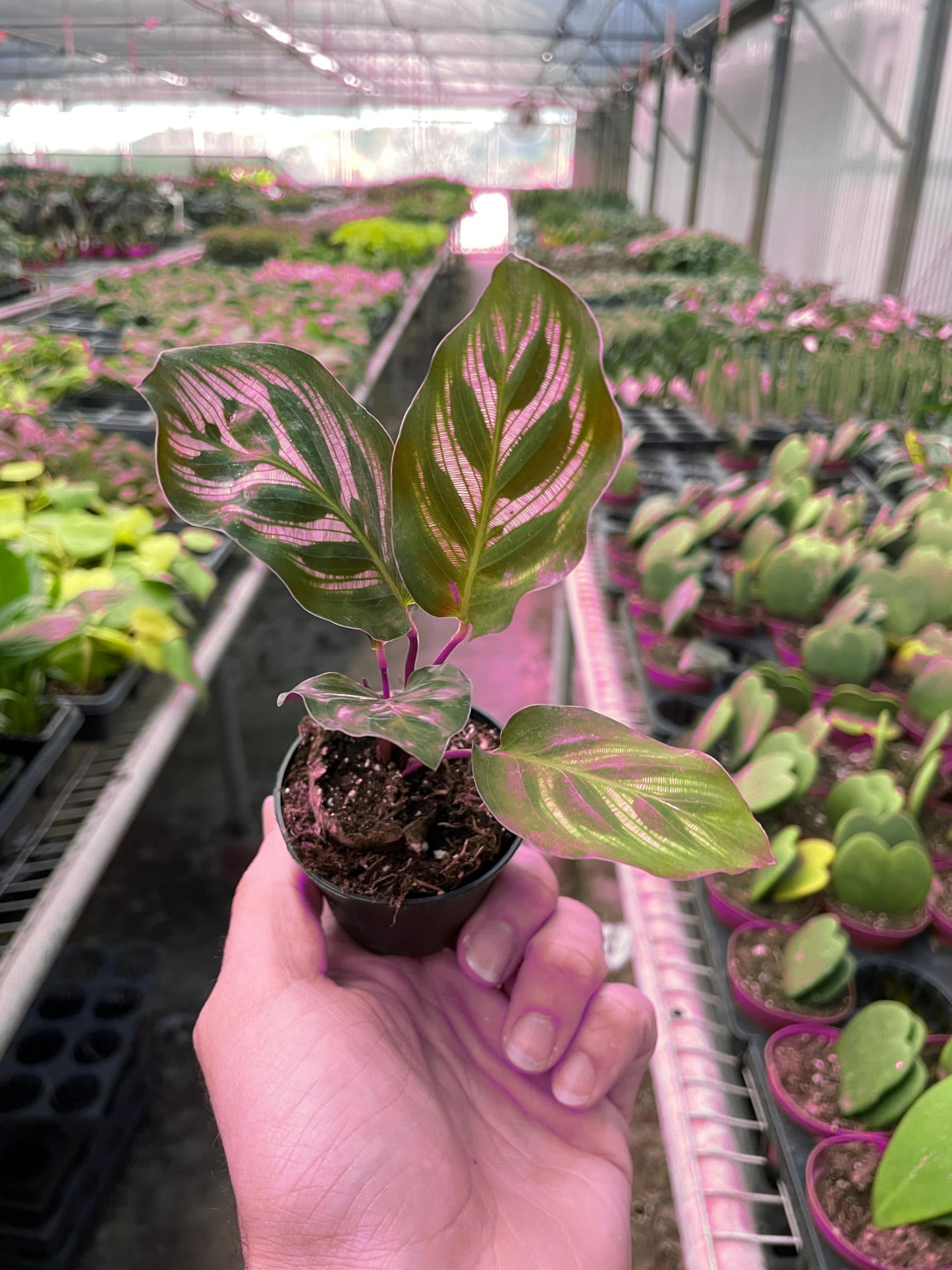 10 Pack Calathea 'Makoyana' in 4in Pot - Live Tropical Houseplant - Easy to Grow | Air Purifying | Pet Friendly | Variegated | USA Growers | The Snobby Leaf
