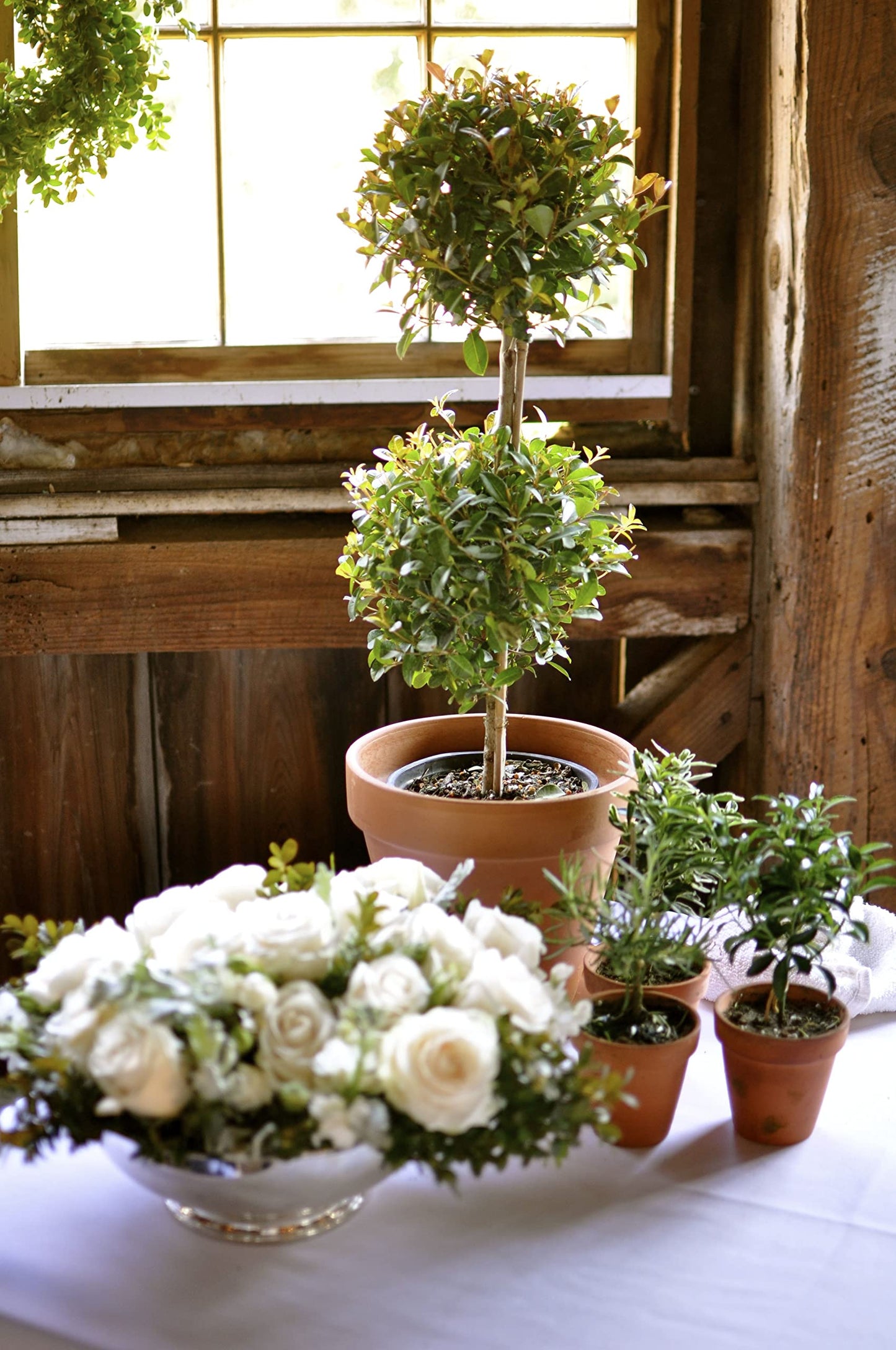 Eugenia 2 Ball Topiary - 3 Live Plants in 6 Inch Pots - 1-2 Foot Tall - Eugenia Myrtifolium - Beautifully Pruned Outdoor Topiary for Patios and Outdoor Decor