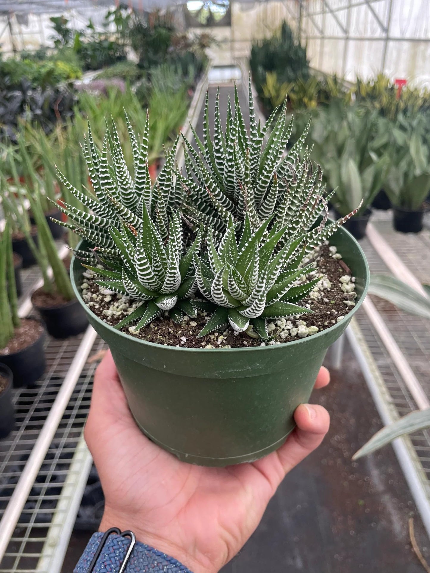 4 Pack Zebra Succulent in 4in Pot - Live Plants Tropical Houseplants | Variegated | USA Growers | The Snobby Leaf
