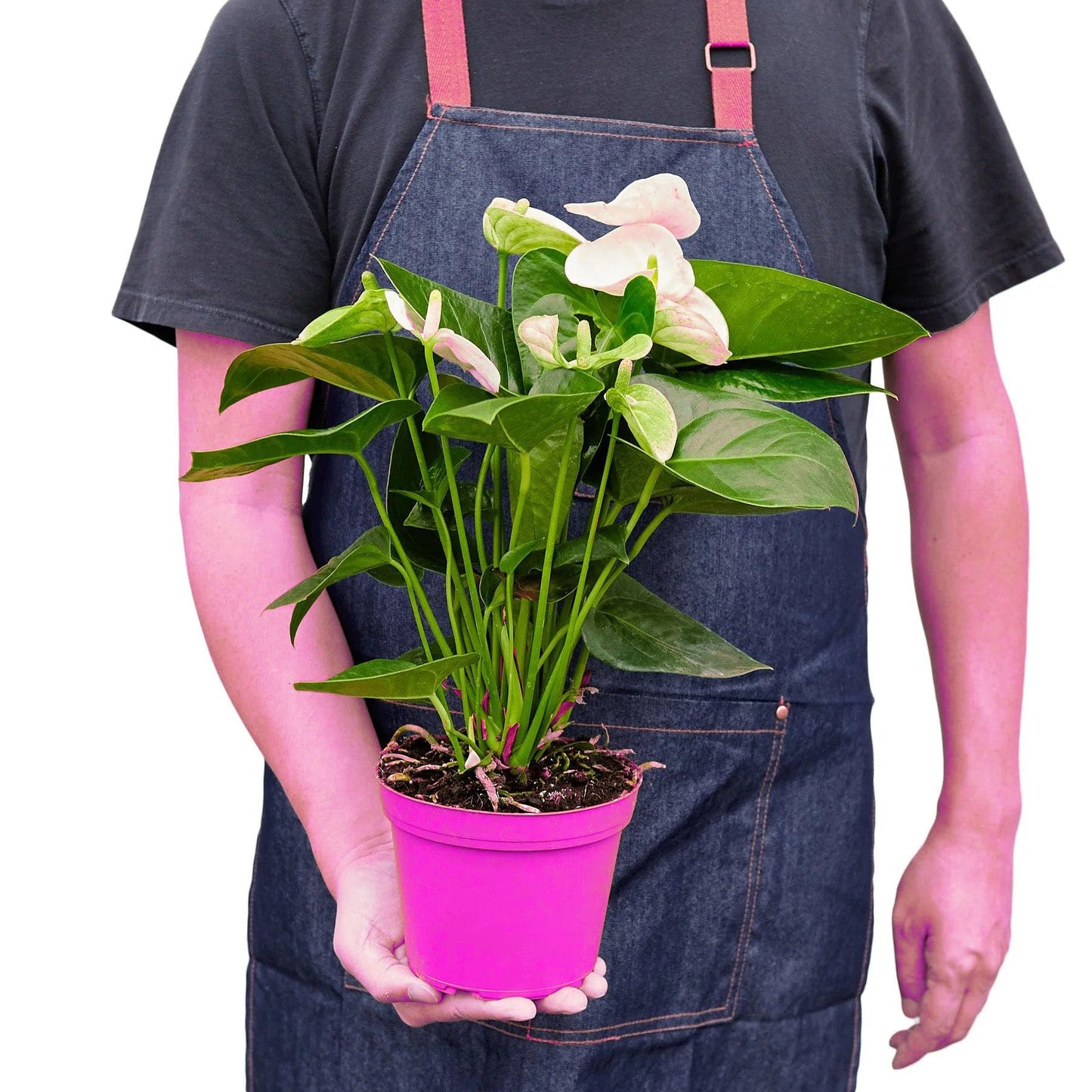 2 Pack Anthurium 'White' in 6in Pot - Live Tropical Houseplant - Easy to Grow | Variegated | USA Growers | The Snobby Leaf