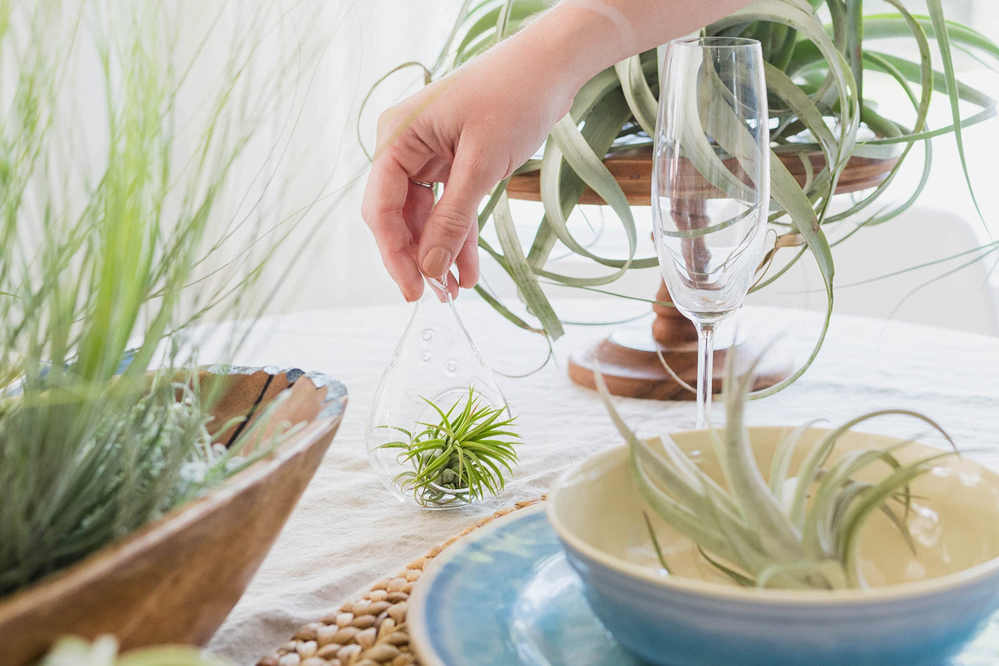5 Pack Assorted Large Ionantha Rubra Air Plants - Live Succulent House Plants - Available in Wholesale and Bulk - Home and Garden Decor - Easy Care Indoor/Outdoor Air Plant