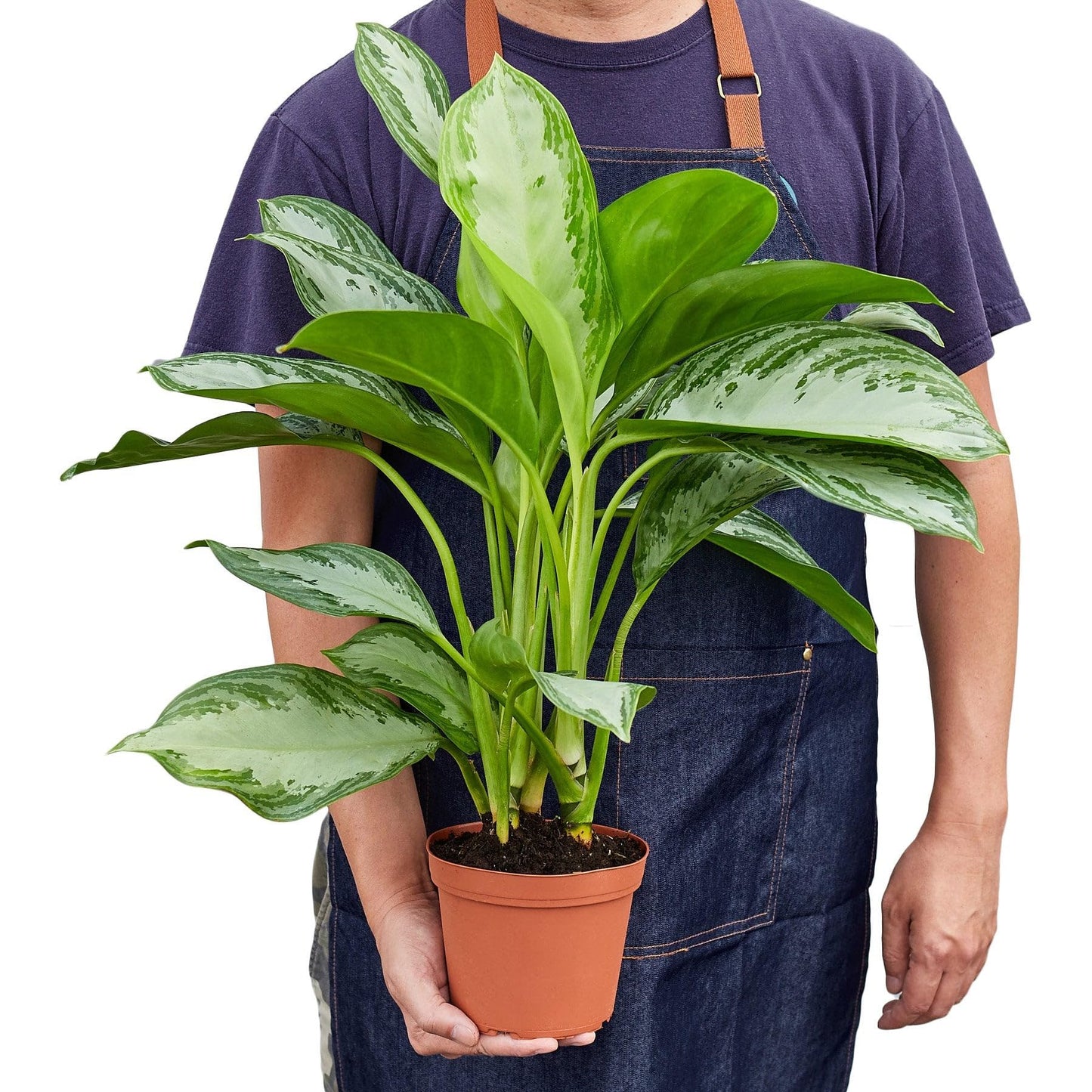 8 Pack Chinese Evergreen 'Silver Bay' in 6in Pot - Live Plants Tropical Houseplants | Variegated | USA Growers | The Snobby Leaf