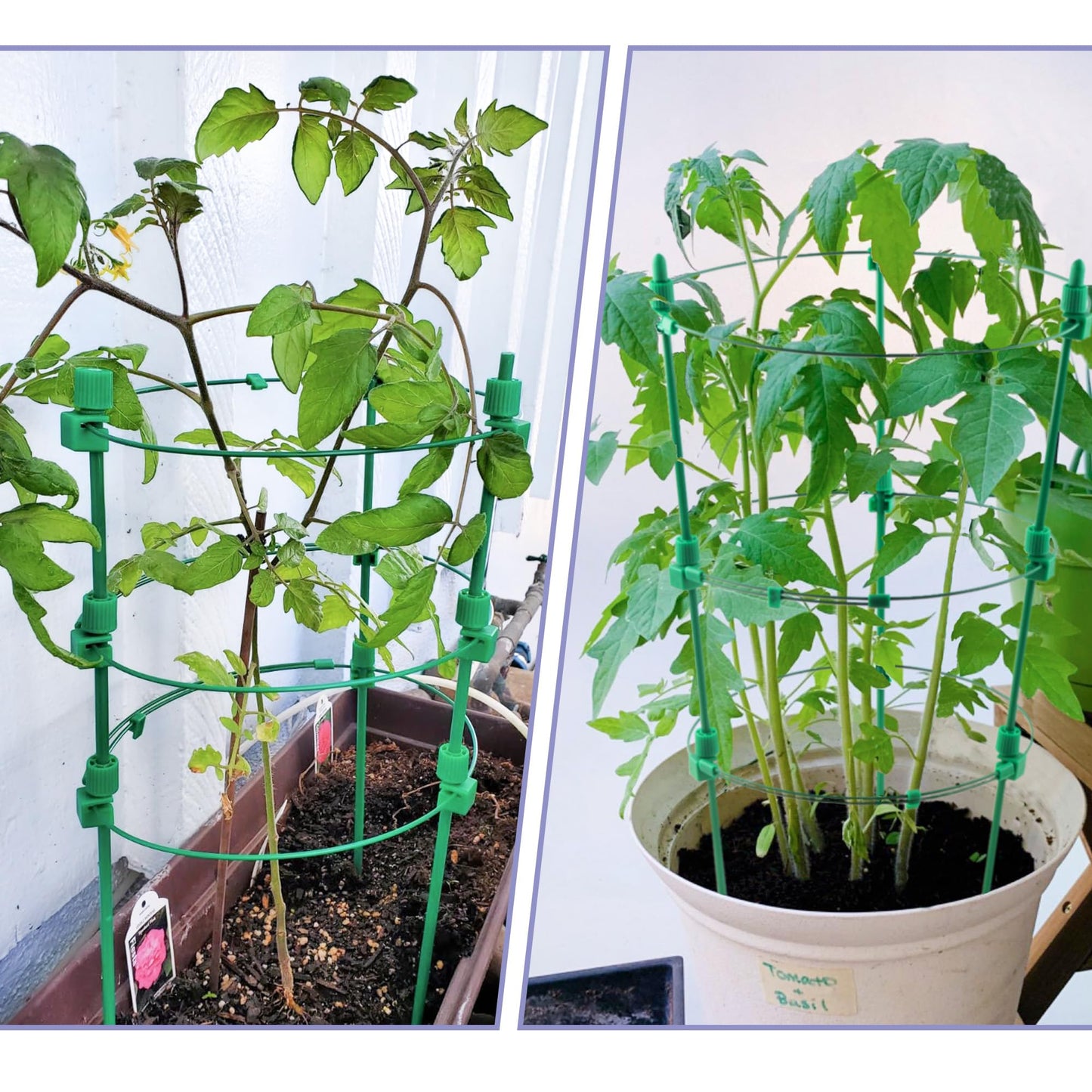 Tomato Cage for Garden- Upgrade 36 Inches Adjustable Plant Support Cage,Cucumber,Rose,Flowers,Fruit,Trellis for Climbing Plants Outdoor/Inodoor(4 Pack)