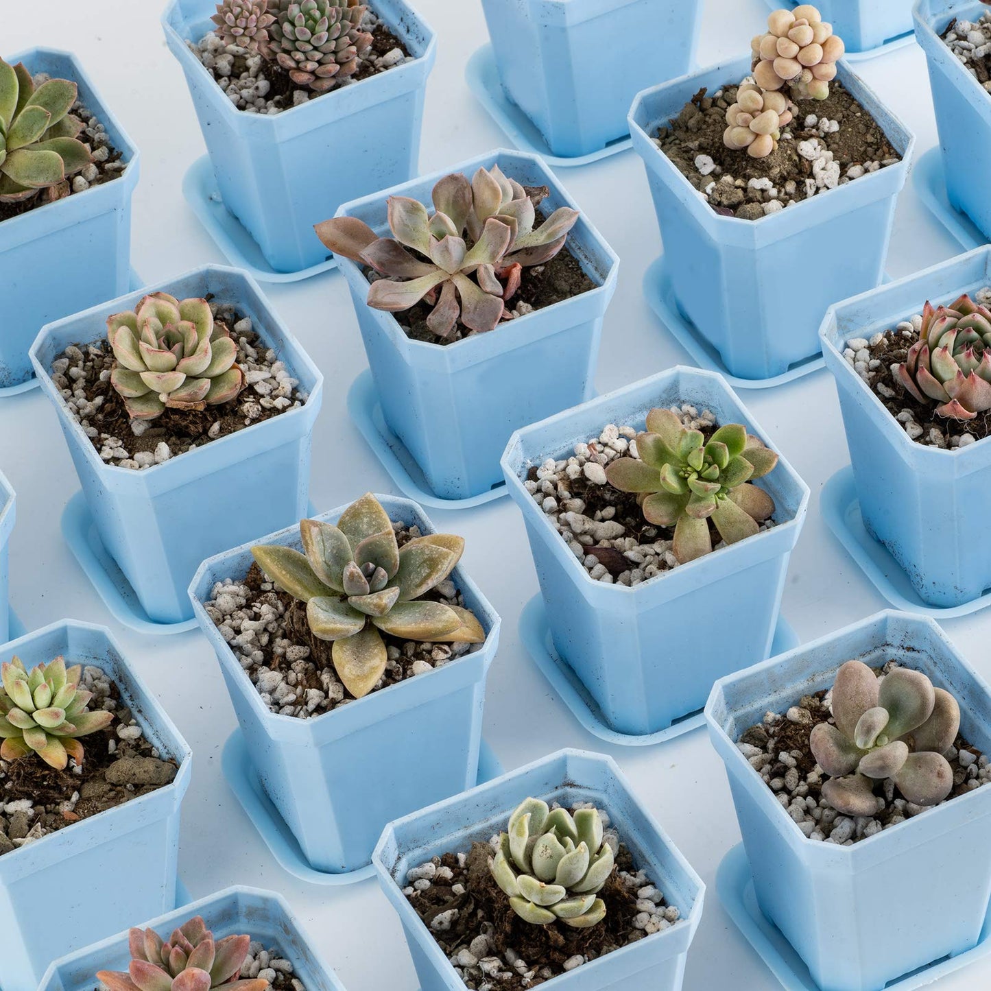 foxany 3" Plants Nursery Pot, 30 Pcs Thick Plastic Square Flower Planting Pots, Plant Seedling Pots, 30 Seed Starting Pots with 30 Saucers -Blue