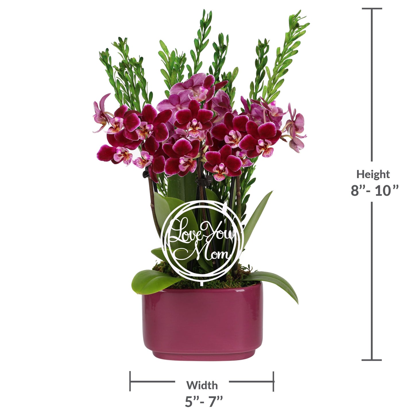 Green Circle Growers 4" Dark Purple Orchid Duo in Purple Pot with Love You Mom Pick, Live Indoor Plants, House Plant