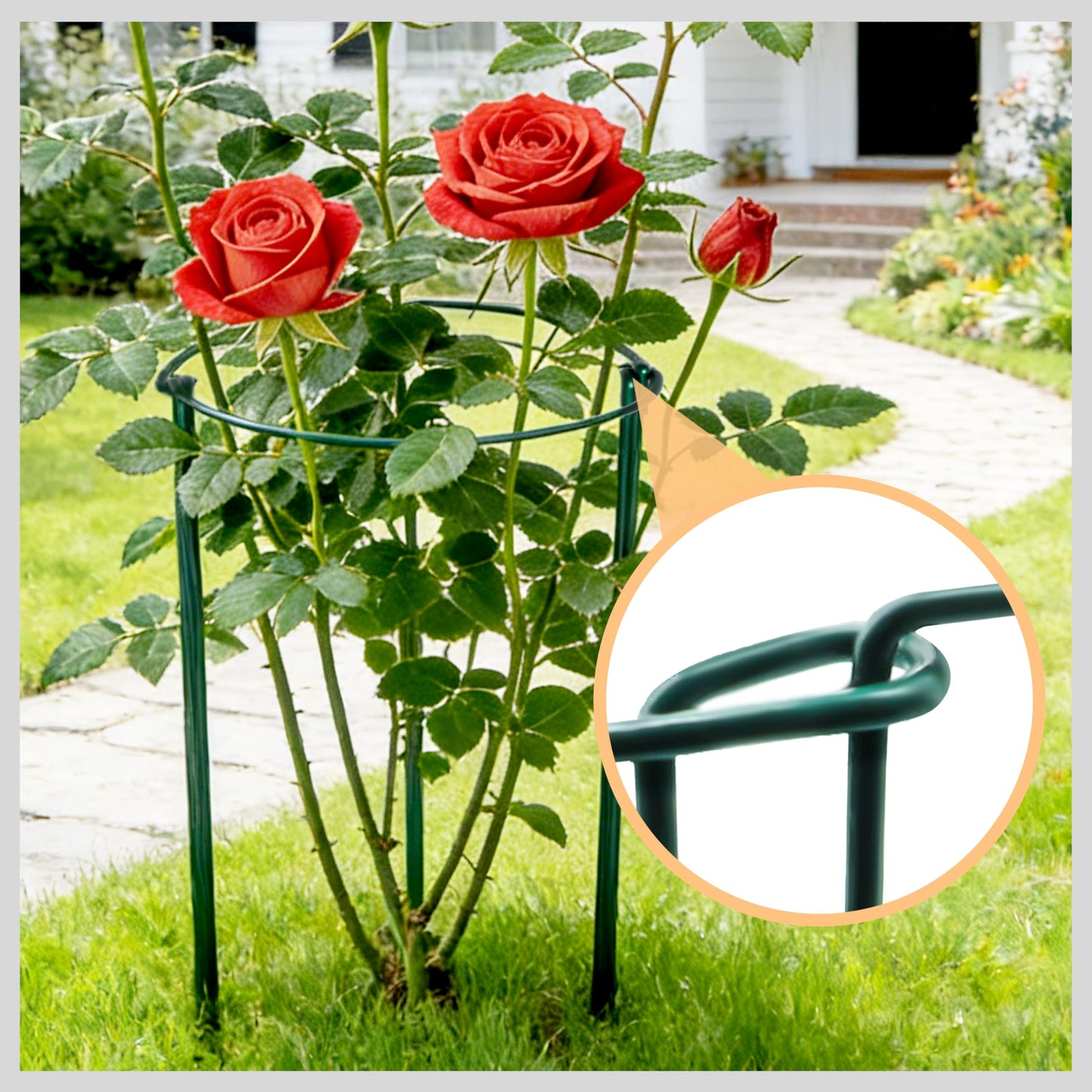 TCBWFY 4 PCS Plant Supports 16" Dx46 H Peony Cages and Supports,6mm Thick Metal Wire Heavy-Duty Garden Stakes for Indoor & Outdoor Plants,Ideal for Peony,Tomato,Hydrangea,Rose