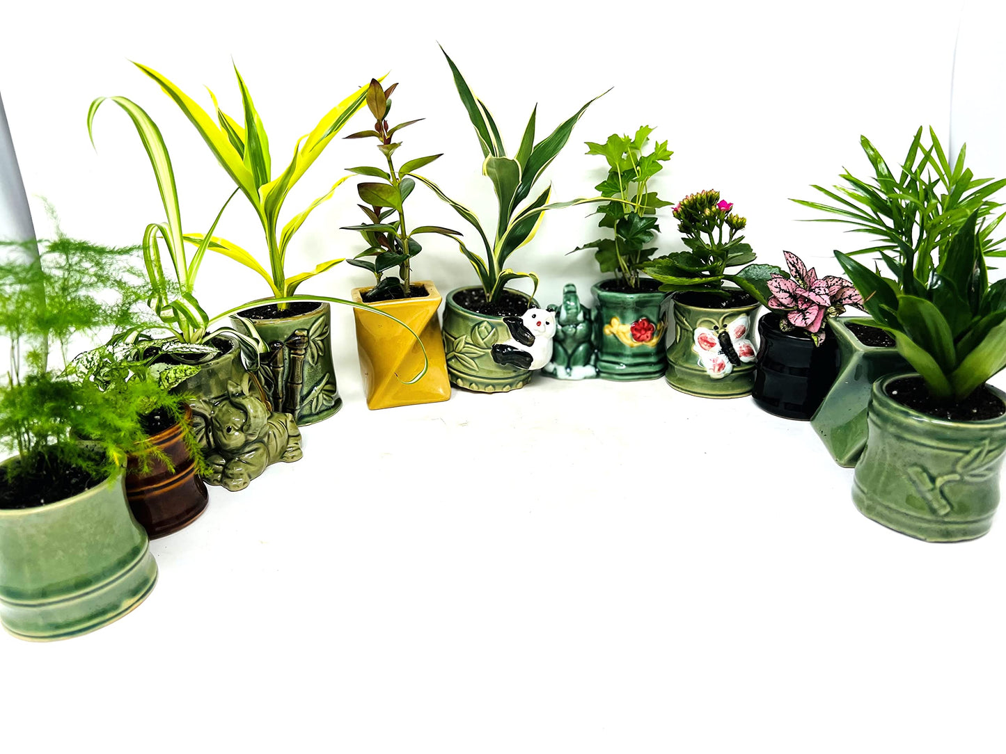 JM BAMBOO Easy to Care Plant Collection 8 Pack 2 Ceramic Pot Live Houseplants