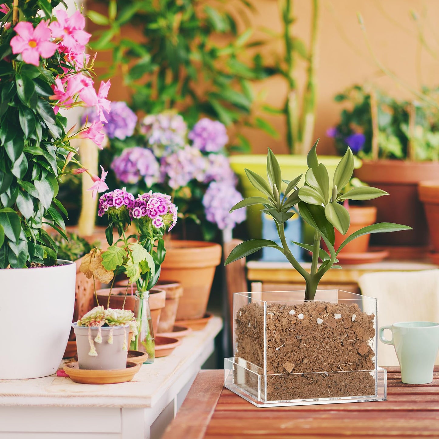 Sunnychicc Clear Plant Nursery Pots Acrylic Orchid Pots with Drainage Holes and Tray Transparent Planter for Indoor Plants, Succulents, Herb, Flowers and Cactus Decorative(8 Inches,Square)