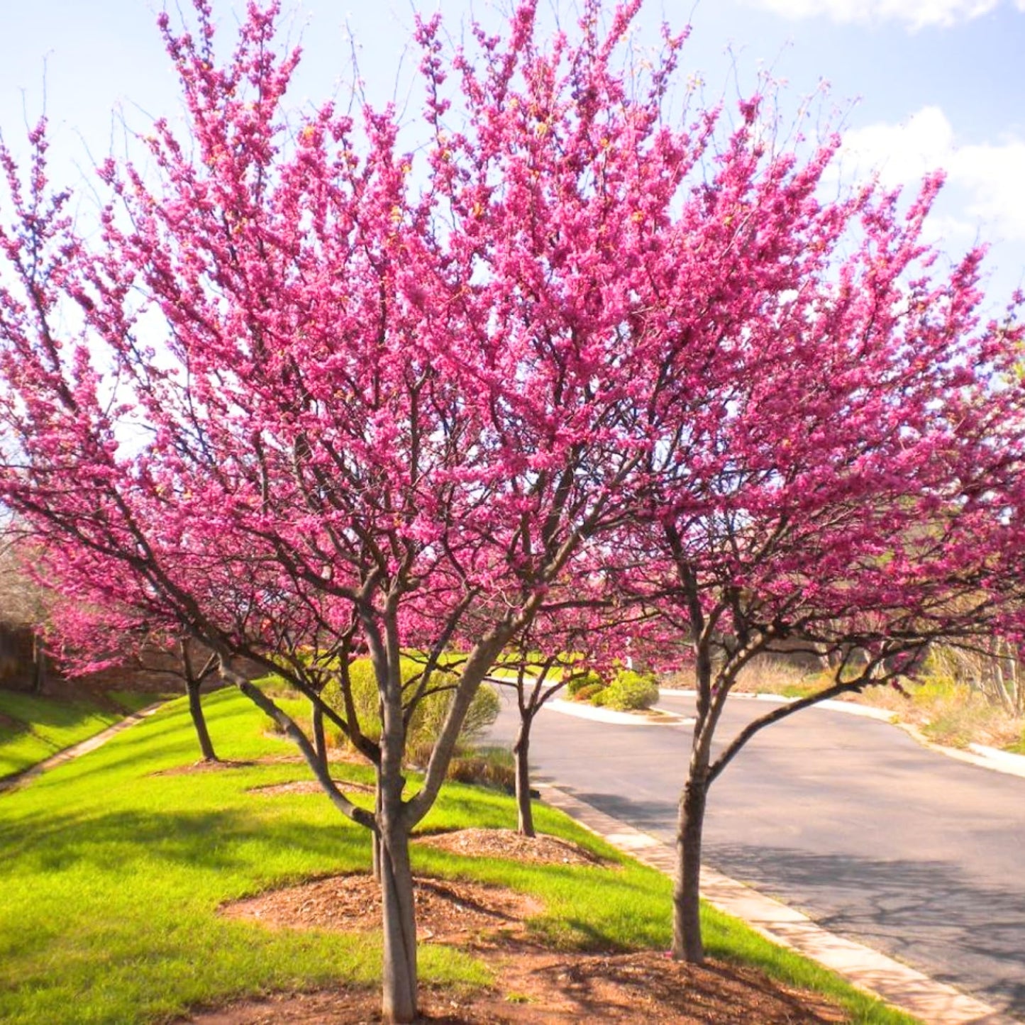 Purple Redbud Tree in Quart Pot, Hardy Red Bud Trees, Purple Flowering Tree, Winter Dormant, Border and Garden Planting