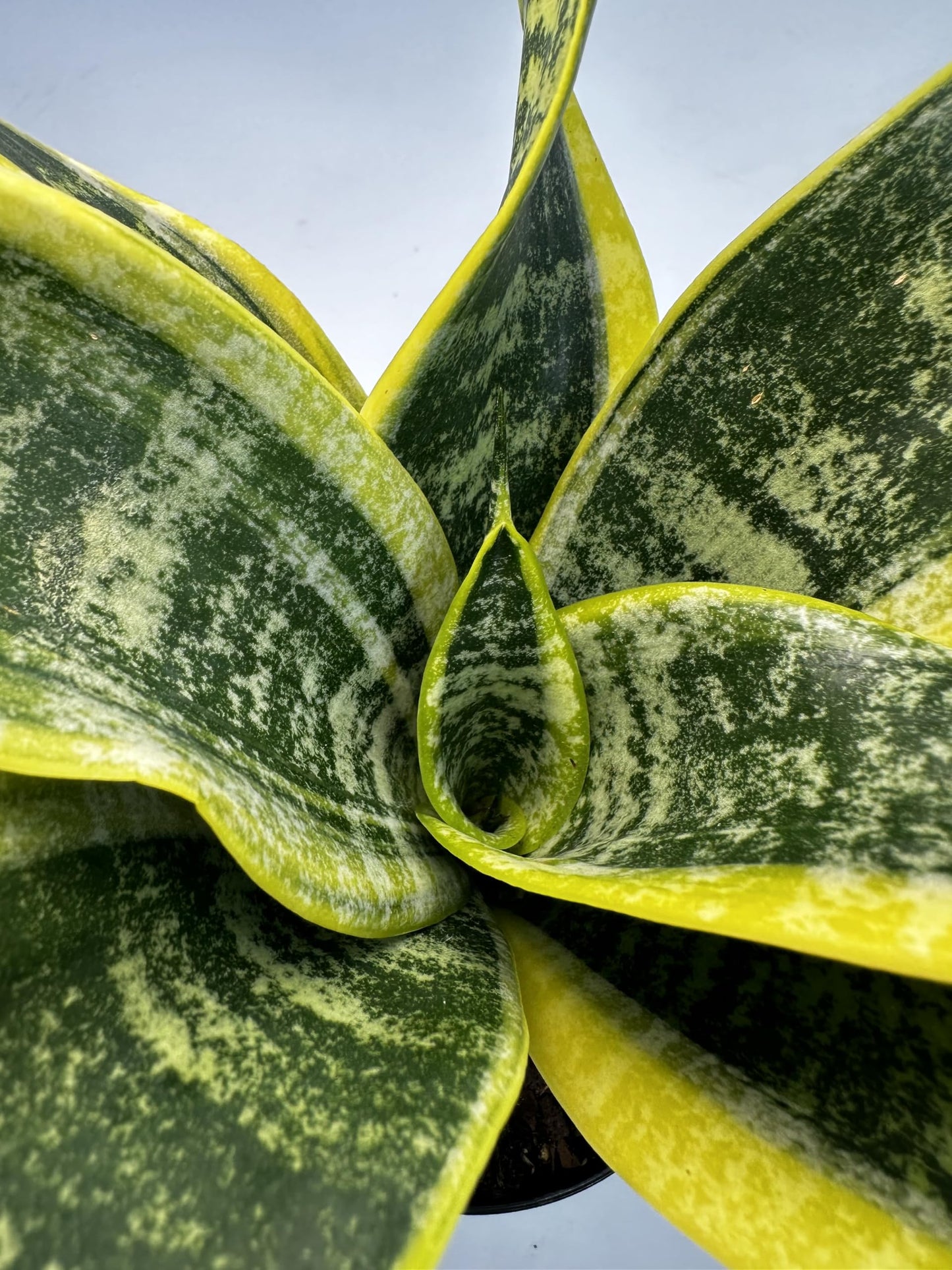 Everbloom Growers, 3 Pack of Live Sansevieria in 4 Inch Pots, Snake Plant Low Maintenance Indoor and Outdoor Plant, Air Purifying