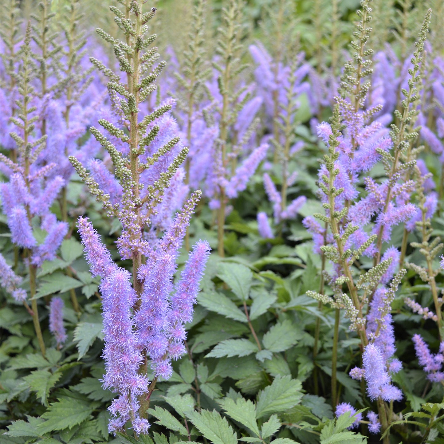 Easy to Grow Astilbe Chinensis Pumila 1 Plant Bareroot - Summer Purple-Blue Blooms in Shade, Pollinator Friendly Flowers (False Spirea, Goat's Beard)