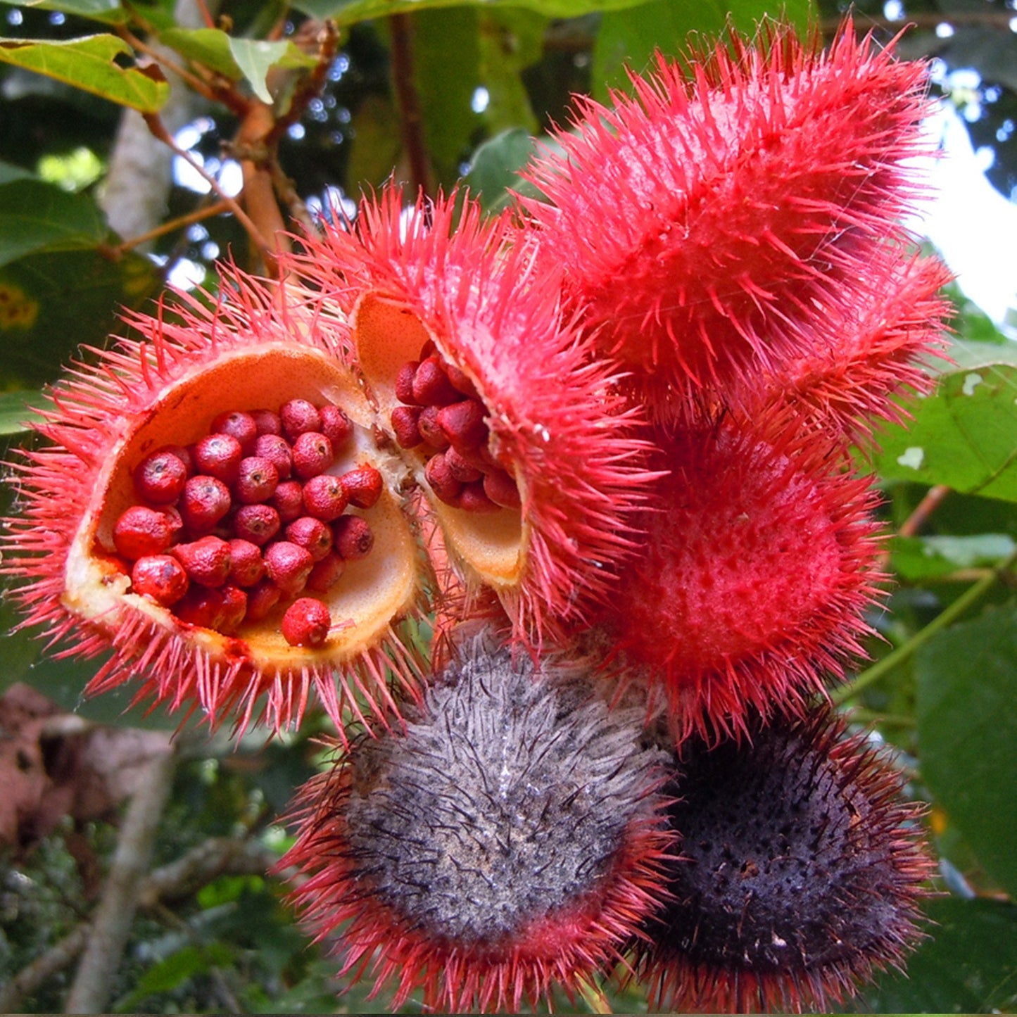 Annatto Seeds (Bixa orellana) Packet of 20 Seeds