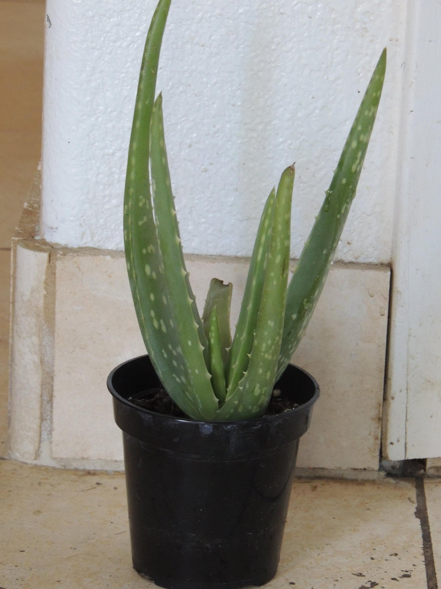 Two Healthy Strong Aloe Vera Plants 10-12 Inches Tall