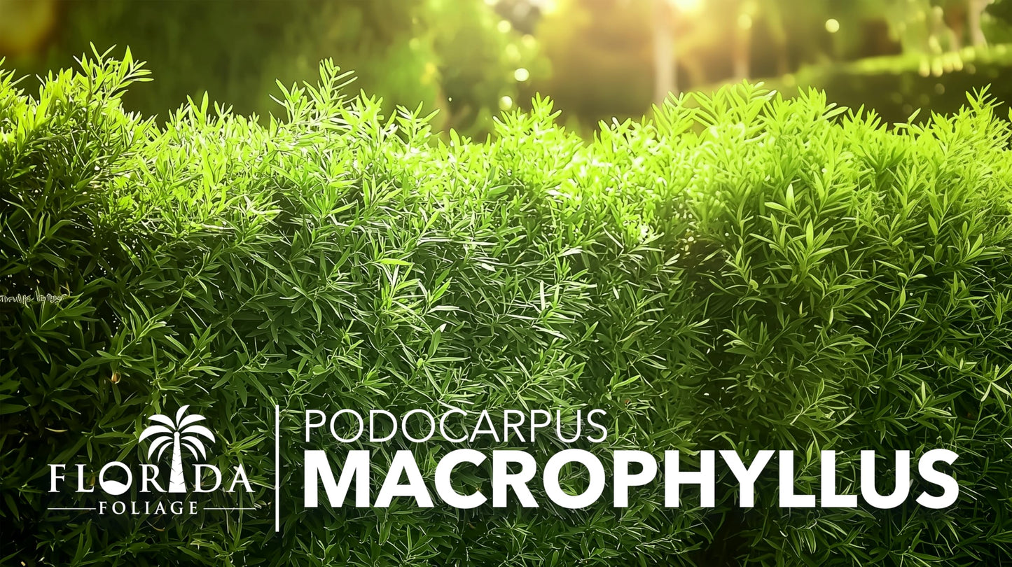Podocarpus Macrophyllus Japanese Yew | 30 Live Plants | Podocarpus macrophyllus | Privacy Hedge Shrub | Evergreen Landscaping Plants for Gardens & Borders