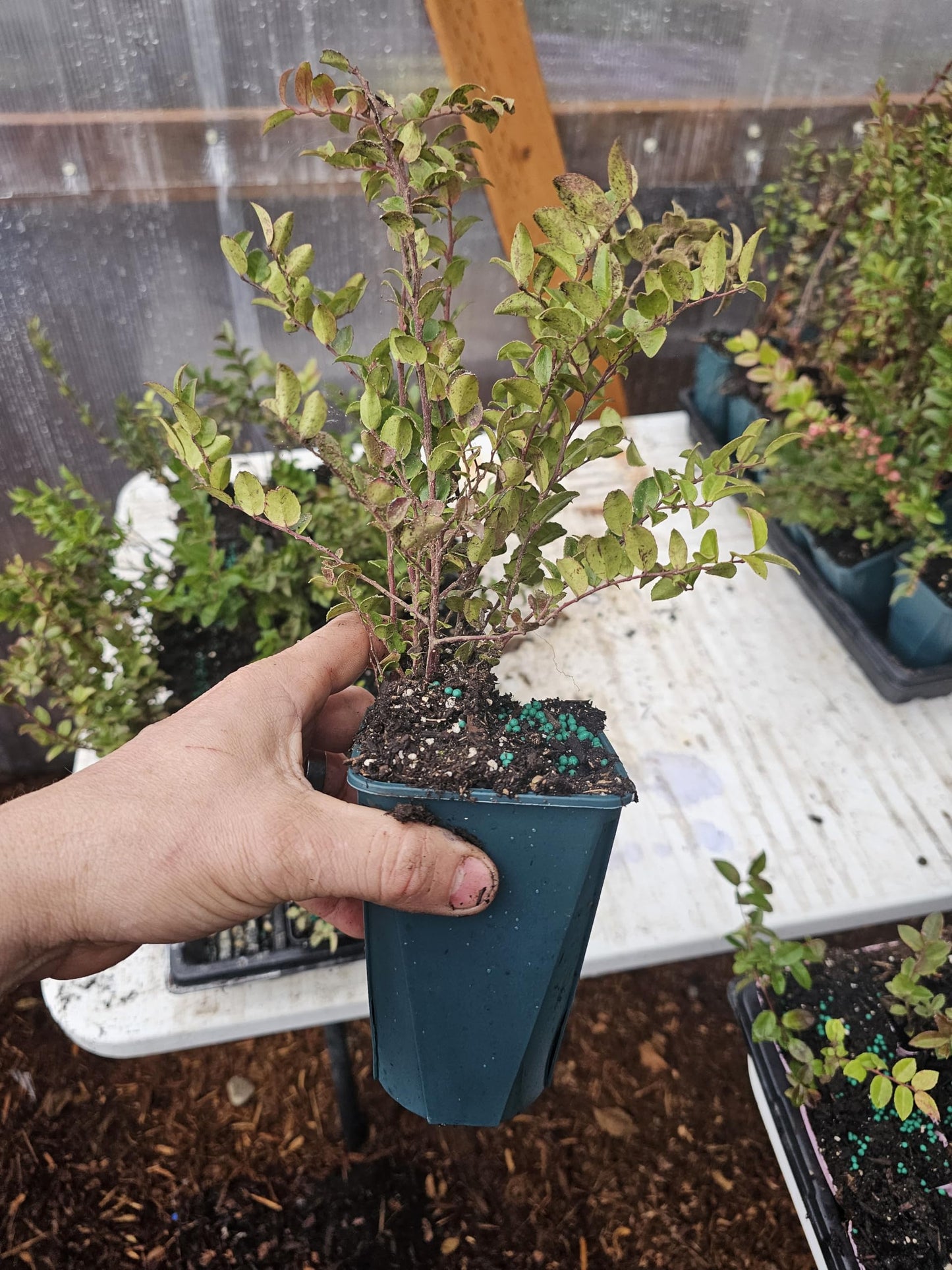 ONE Large Live Wild Huckleberry Plants, 5" pots