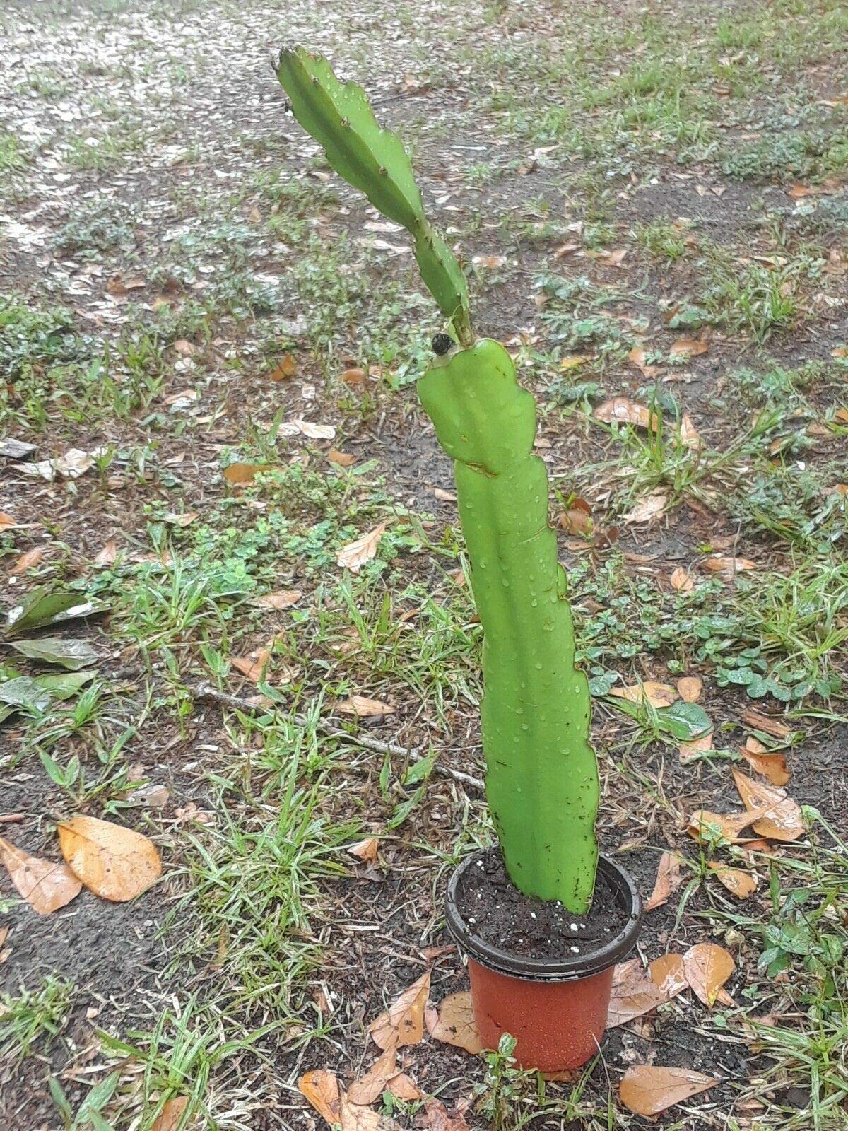 12" Dragon Fruit Cactus Plant W/Pot Hylocereus Undatus Pitaya SELF Pollinating