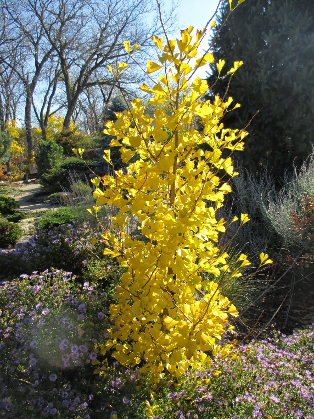 COLUMNAR Ginkgo Tree - Ginkgo biloba Rocky - 2 - Year Tree