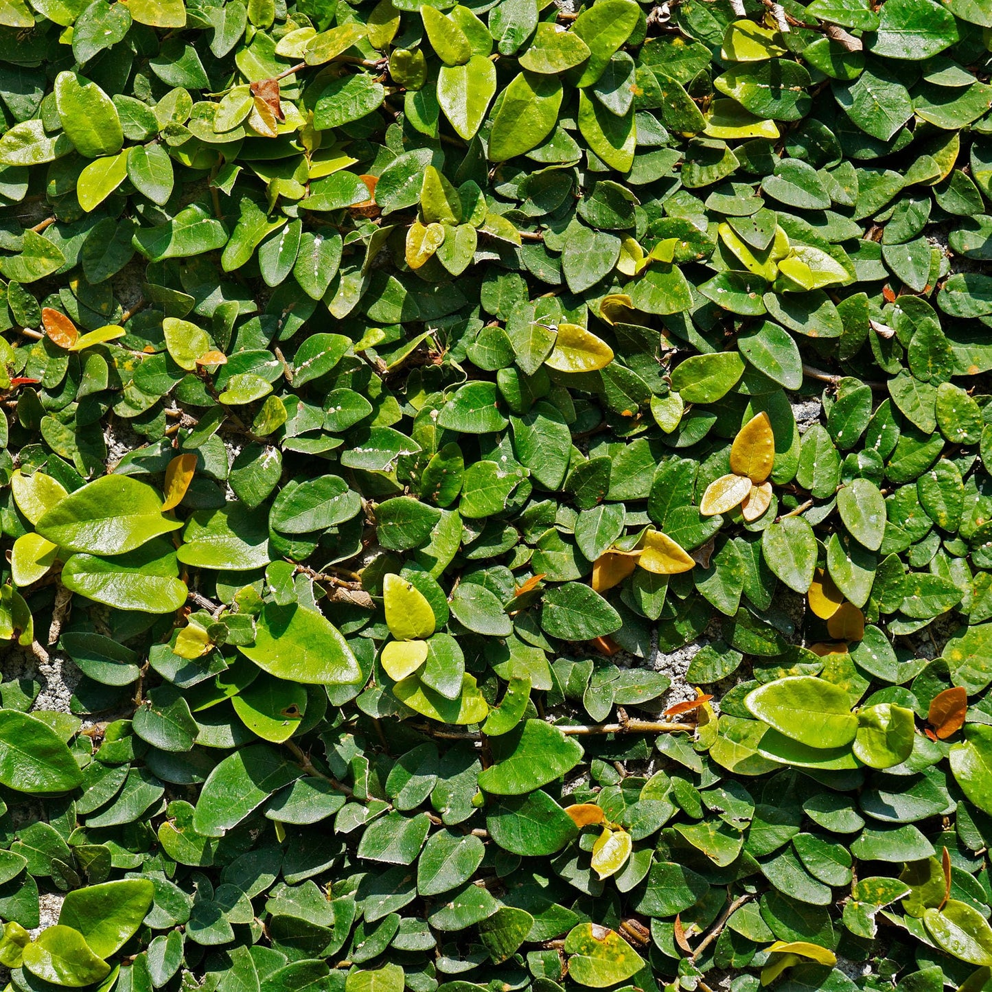 Perfect Plants Creeping Fig 1 Gallon | Live Shrub for Landscaping | Evergreen Vine Grows on Walls, Arbors, or Trellis