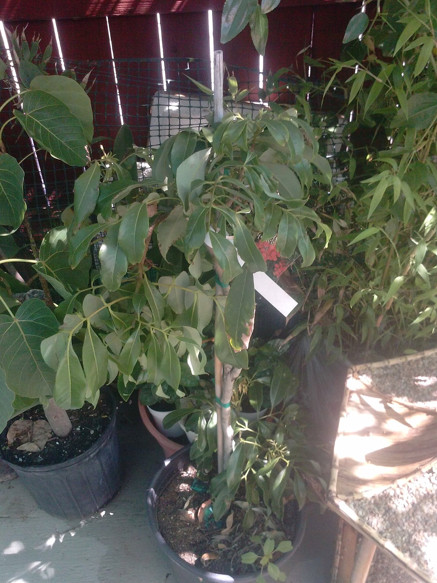 9EzTropical - Lychee Tropical Fruit Tree - 2 Feet Tall - Grafted Tree - Ship in 1 Gal Pot