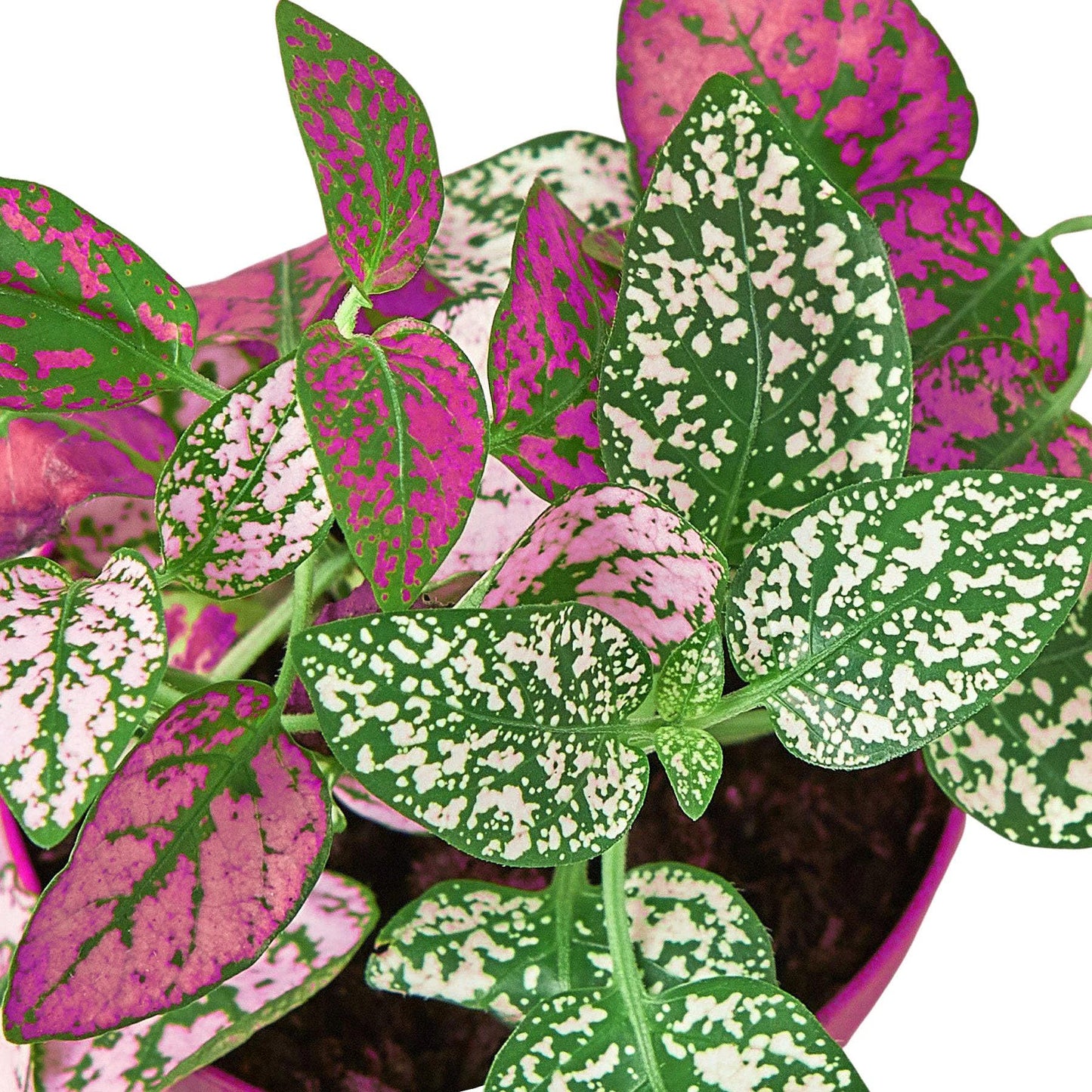 6 Pack Hypoestes 'Polka Dot' in 4in Pot - Live Tropical Houseplant - Easy to Grow | Variegated | USA Growers | The Snobby Leaf