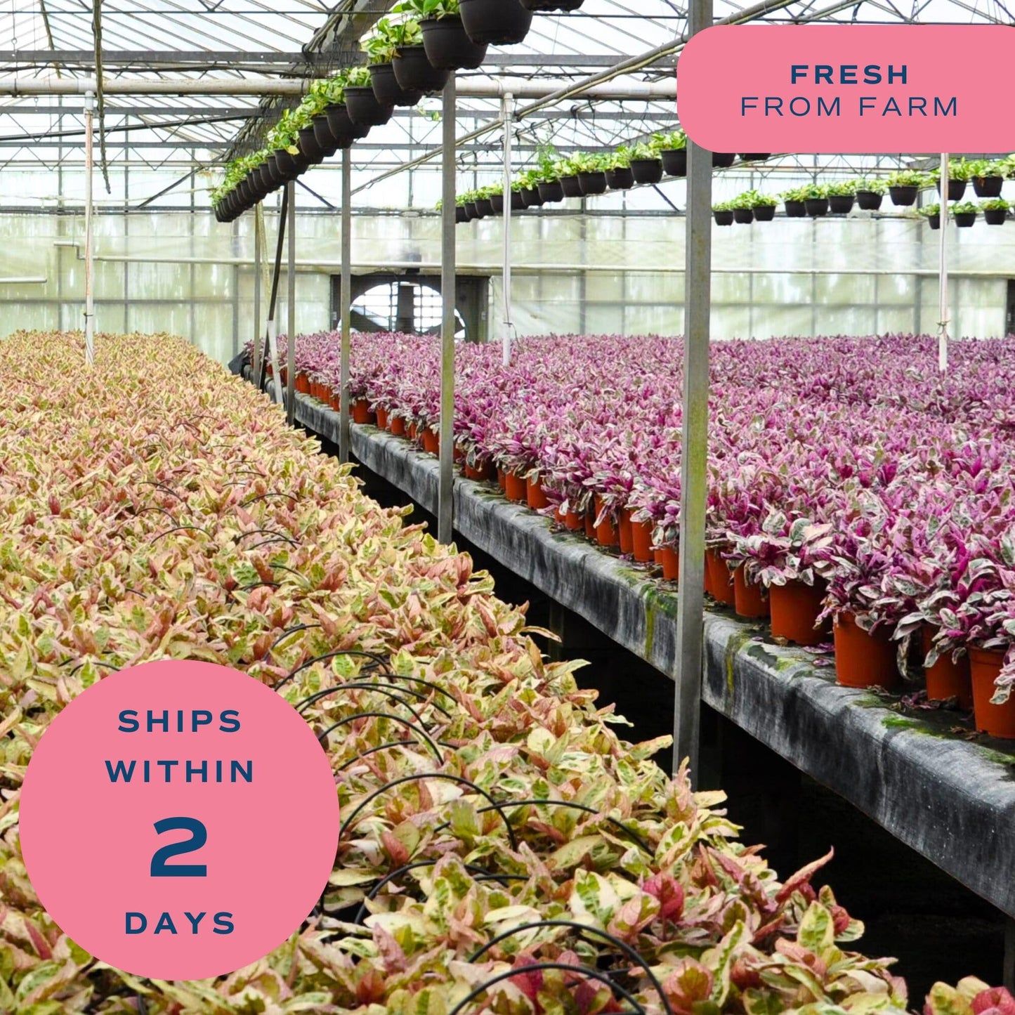 Costa Farms Begonia Maculata Live Plant in Self Watering Pot, Indoor Houseplant, Perfect for Home, Room, or Office Decor, Great House Warming or Birthday Gift, 12-18 Inches Tall
