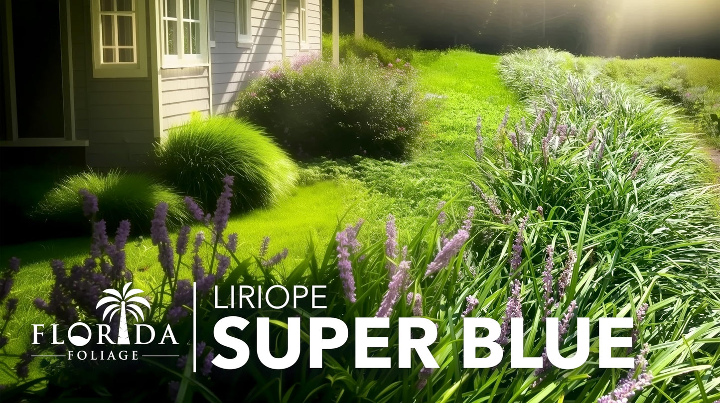 Liriope Super Blue | 10 Live Plants | Liriope muscari 'Super Blue' | Ornamental Ground Cover Plants | Shade-Tolerant Landscaping Perennial