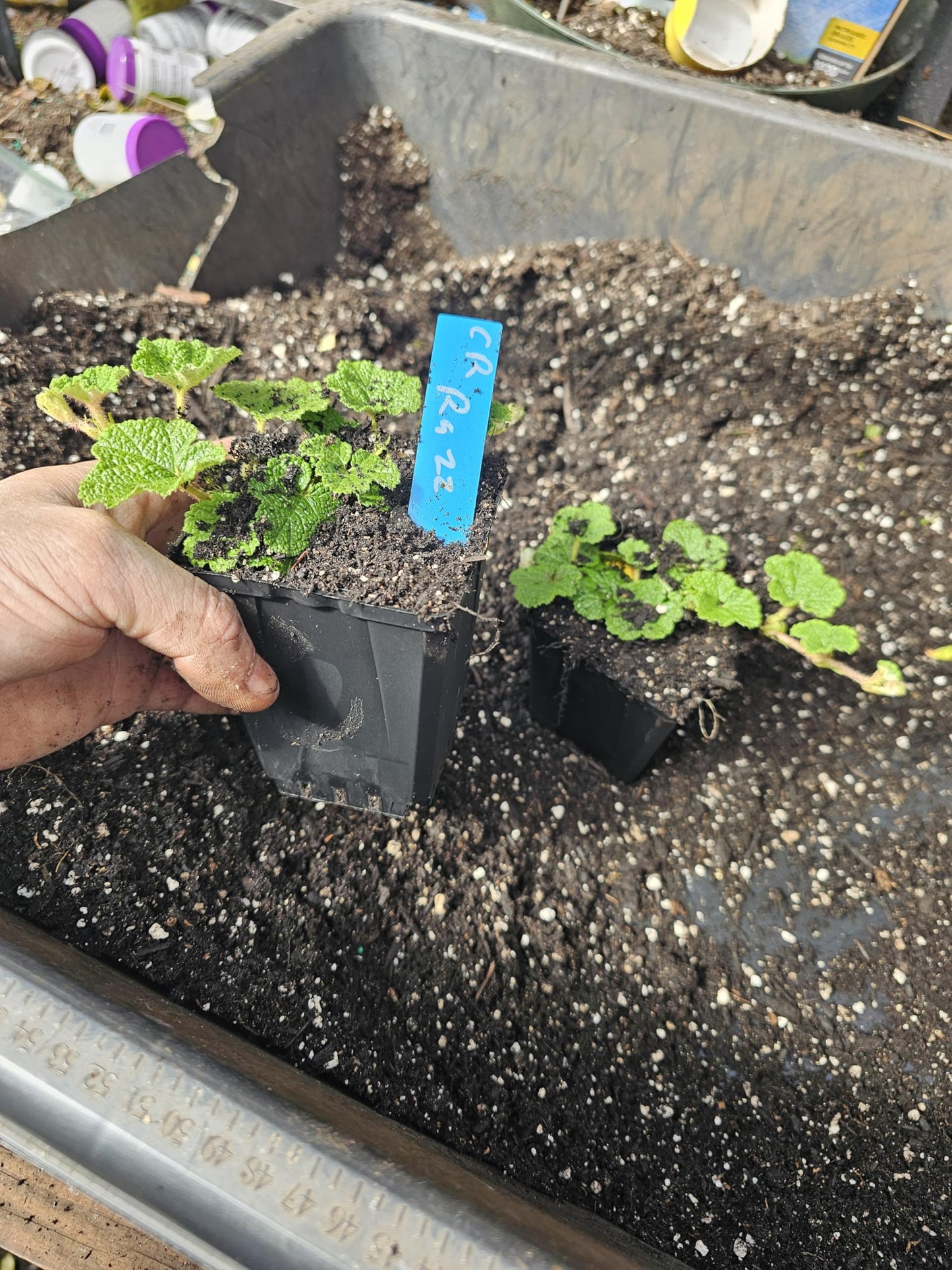 4-Pack Medium Creeping Raspberry Plant, Ground Cover wall Climbing Vine Live in 4" Pot