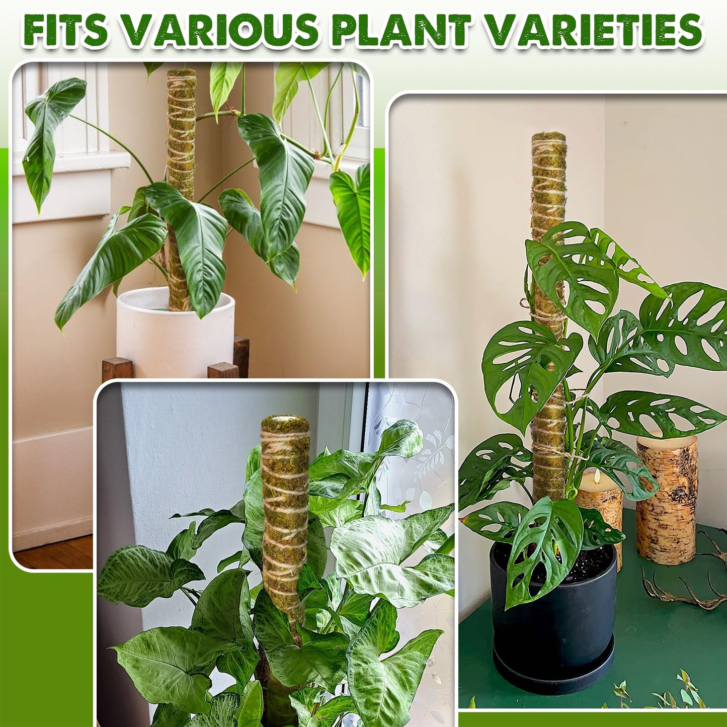 DUSPRO Natural Stackable Moss Pole for Plants Monstera Potted Plant Stakes for Indoor Plants Extendable Plant Pole Moss Sticks for Plants Climbing Vine Supporting Monstera Trellis 10Pcs 22''