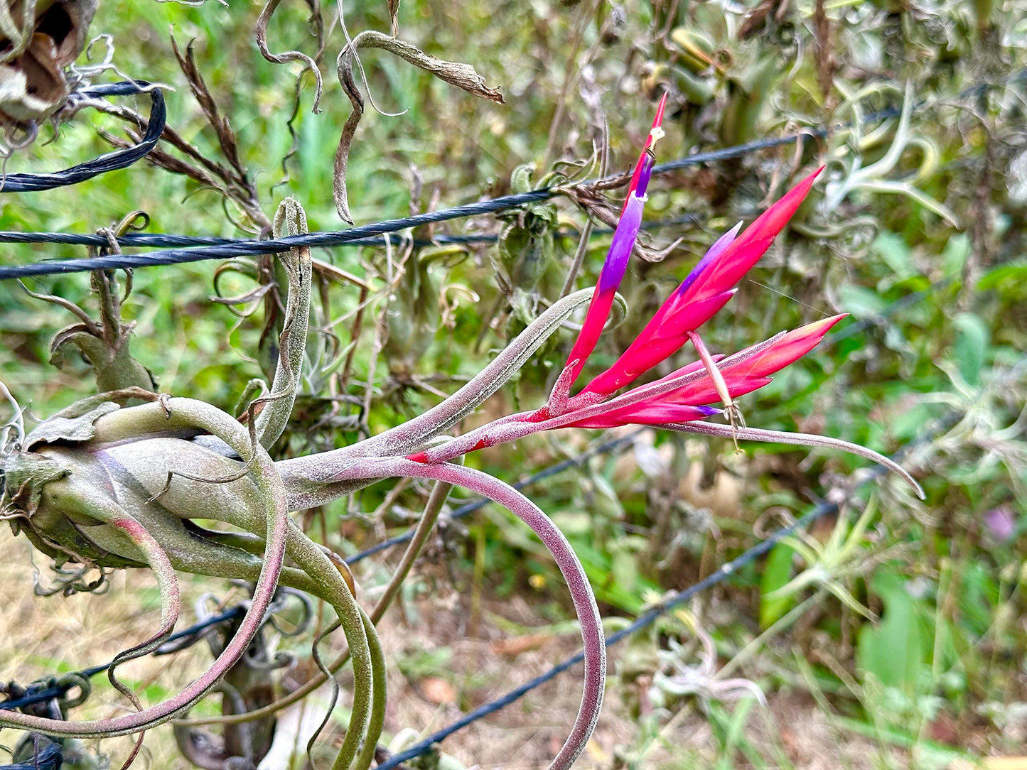 ragnaroc Air Plants - Flowering Tillandsia Caput Medusae, Large 5-7" - 2ct - Live Arrival Guaranteed - House Plants for Home Decor & Gift