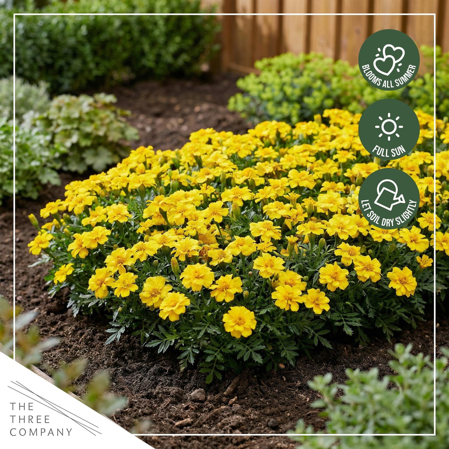 Live Flowering Marigold - Durango Yellow (4 Per Pack), Beautiful Spring Color, 8" Tall by 4" Wide in 1 Pt Pot