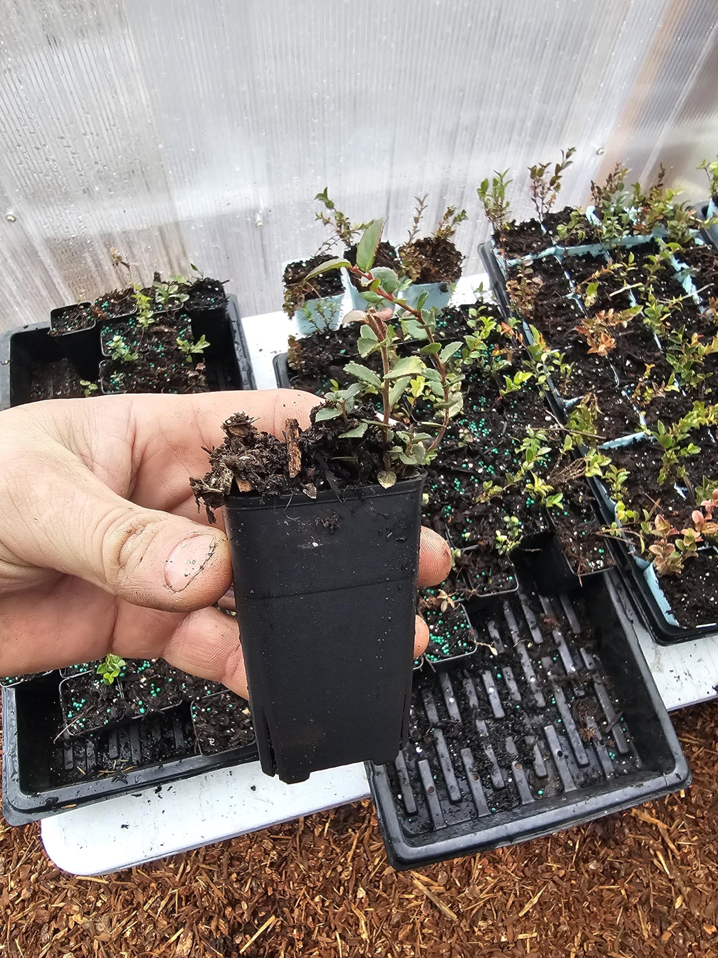 4 Tiny Live Wild Huckleberry Plants, 1.5" pots