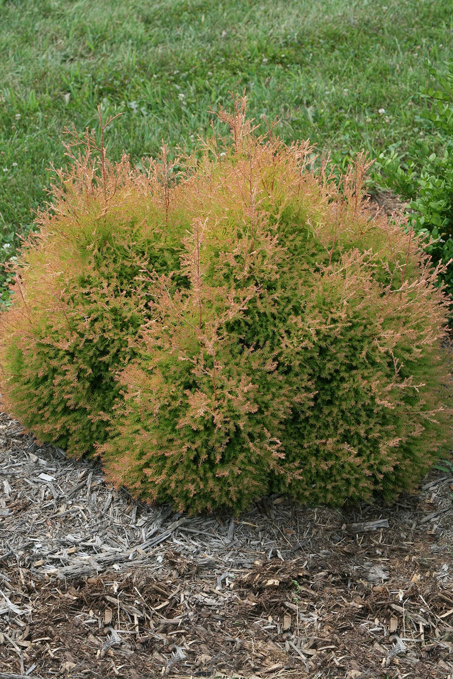 Live Plant from Green Promise Farms - Thuja occidentalis, Fire Chief Globe Arborvitae #2 Gallon Size Container Evergreen