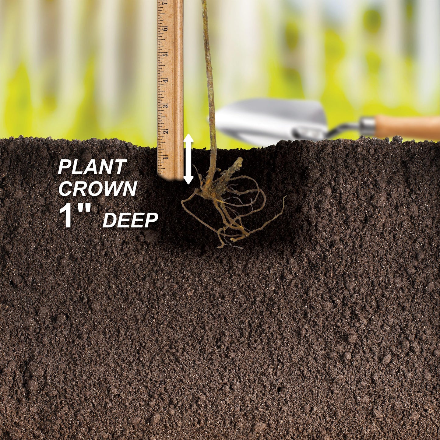 Garden State Bulb Concord Seedless Grape, Bare Root, Non-GMO, Spring Planting (Bag of 2)