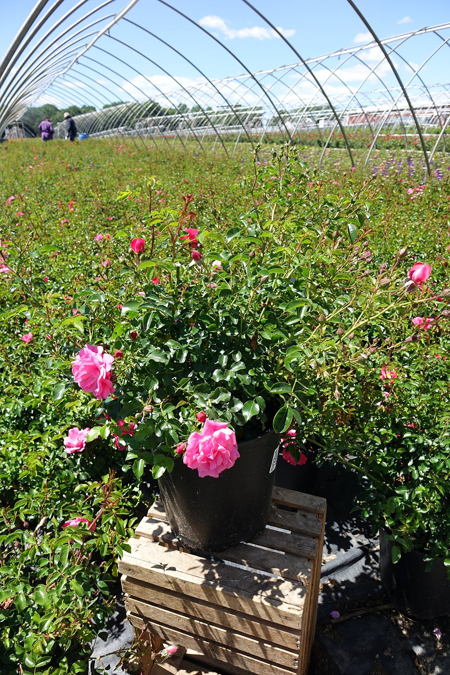 Live Plant from Green Promise Farms Flower Carpet Roses ROSA `FLOWER CARPET PINK` Pink Flower Shrub #2 Size Container Pink