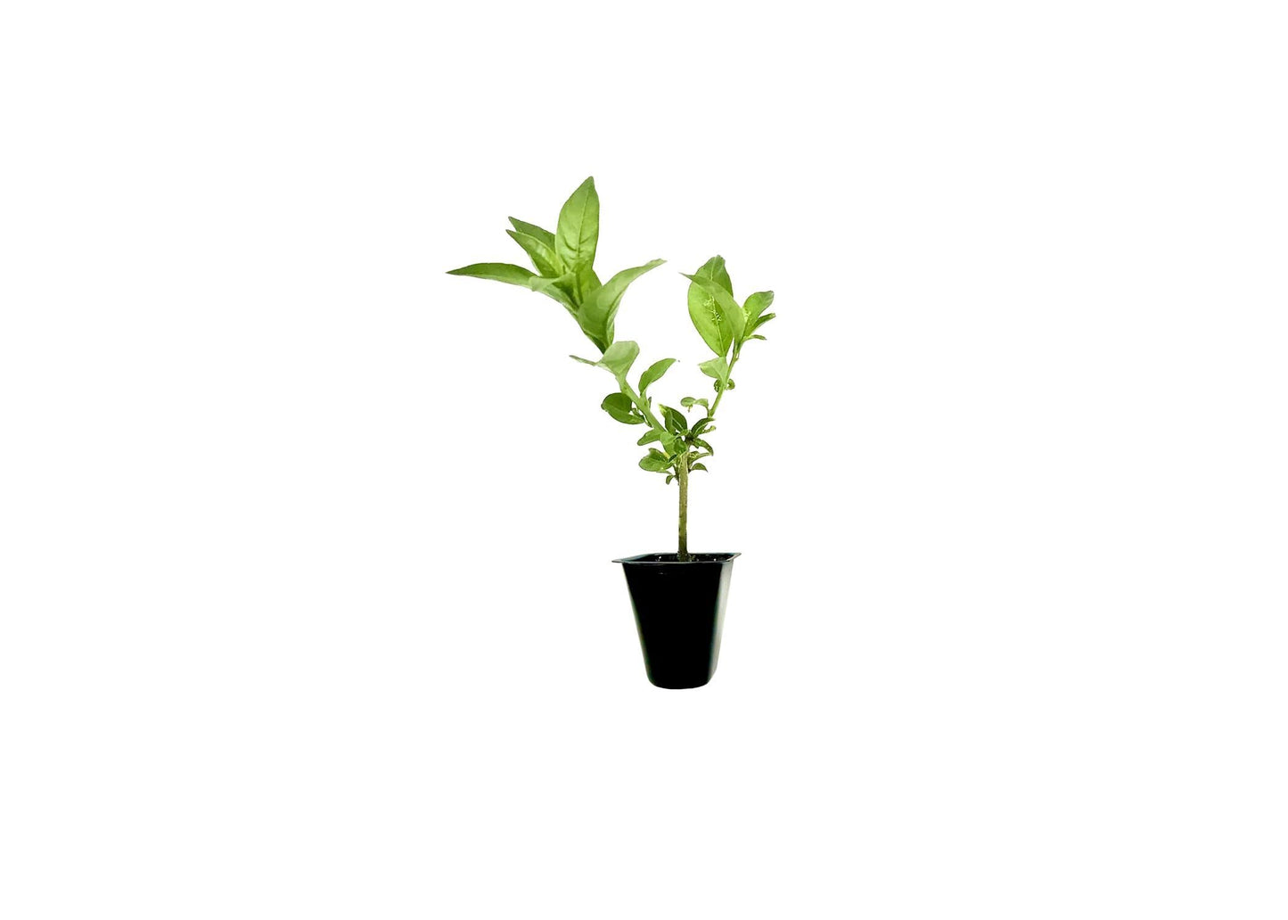 Night Blooming Jasmine I 30 Live Plants I Cestrum Nocturnum | Fragrant White Flowers for Evening Garden Bliss, Perfect for Container Gardening, Easy to Grow