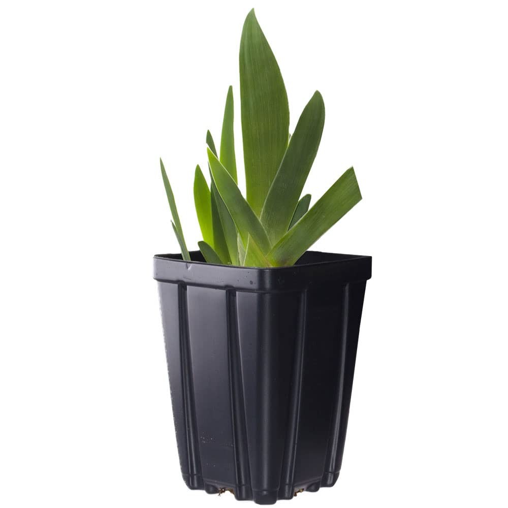 Senior Jinx Tall Bearded Iris Plant Potted - Black Flowers Garden Perennial, Stargazer Perennials