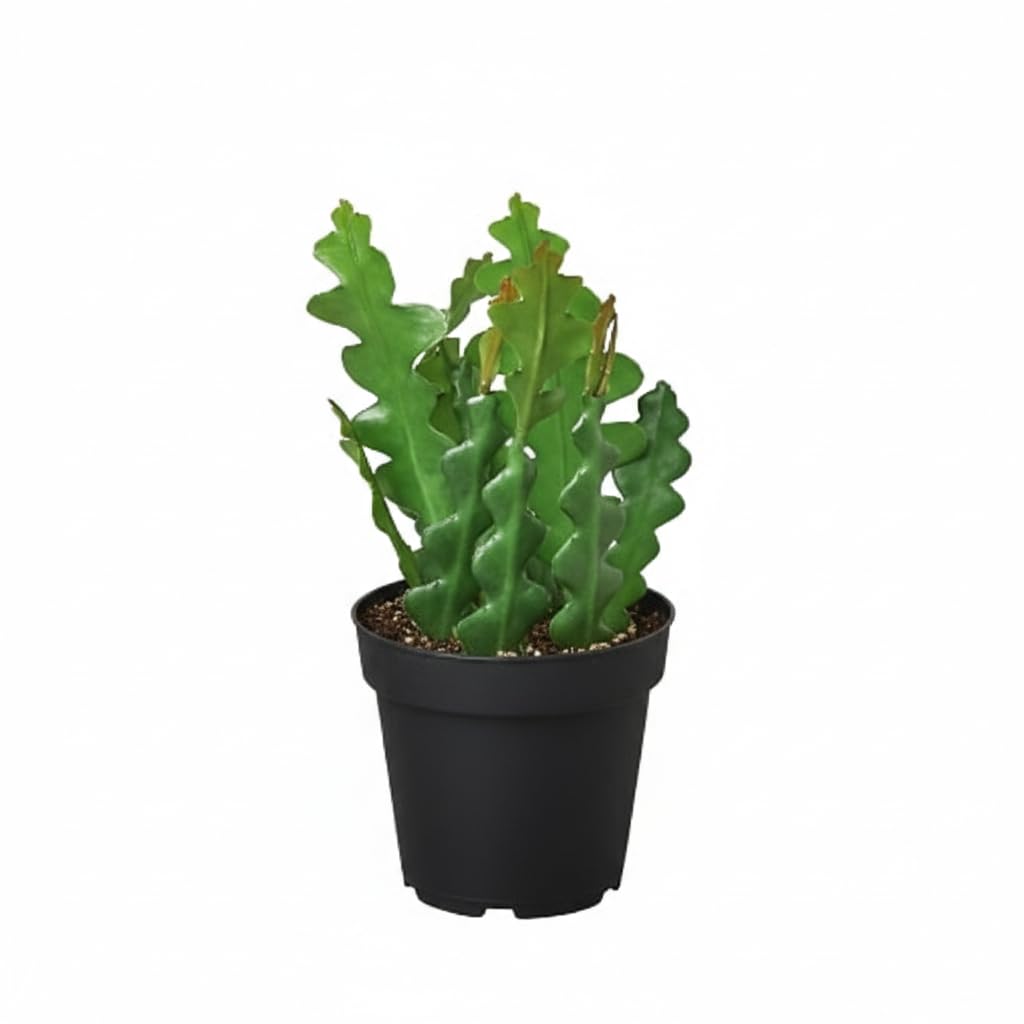 Epiphyllum anguliger Fishbone Cactus (4 inch) - Lucky Houseplants - 4/6 inch Unique Live Decorative Houseplants - Easy to Care Indoor Plants, Perfect for Office, Home & Feng Shui Decor