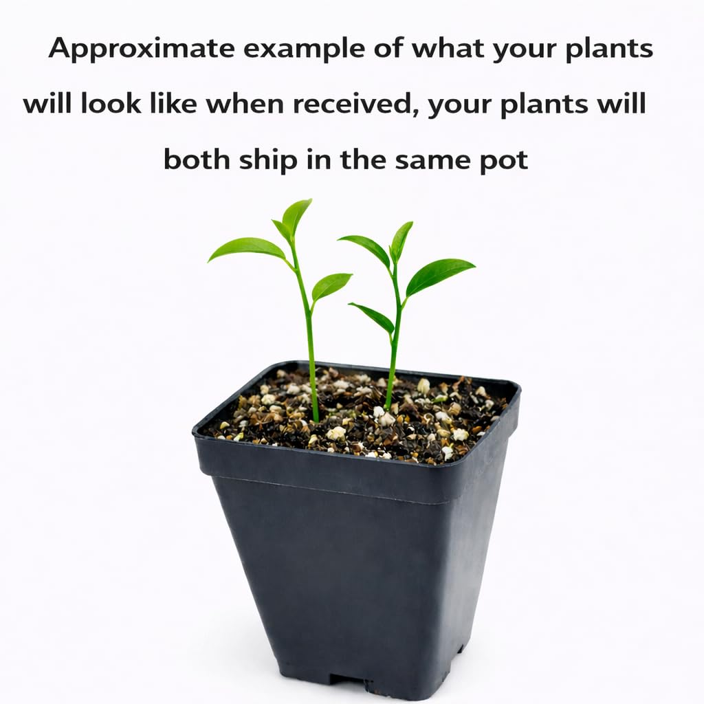 2 Clementine Mandarin Trees - 2-5 Inch Tall Live Plants - Potted Orange Fruit Seedlings - Citrus x Clementina - (2 Pack)