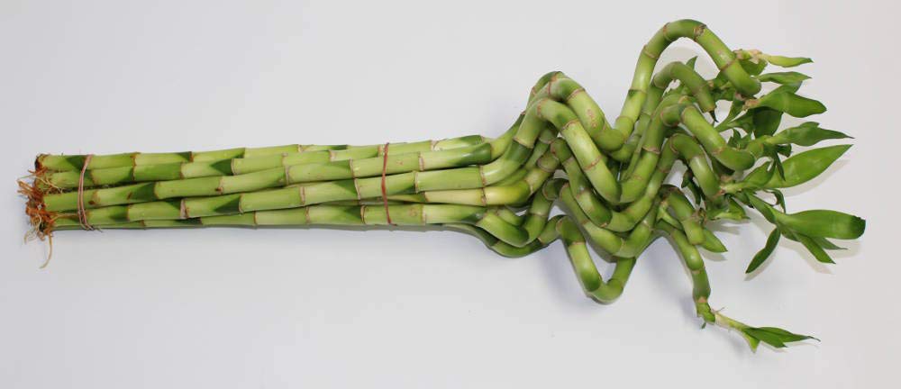 Athena's Garden B-CS06 Lucky Bamboo Corkscrew Spiral Shoots, 6-8", GREEN