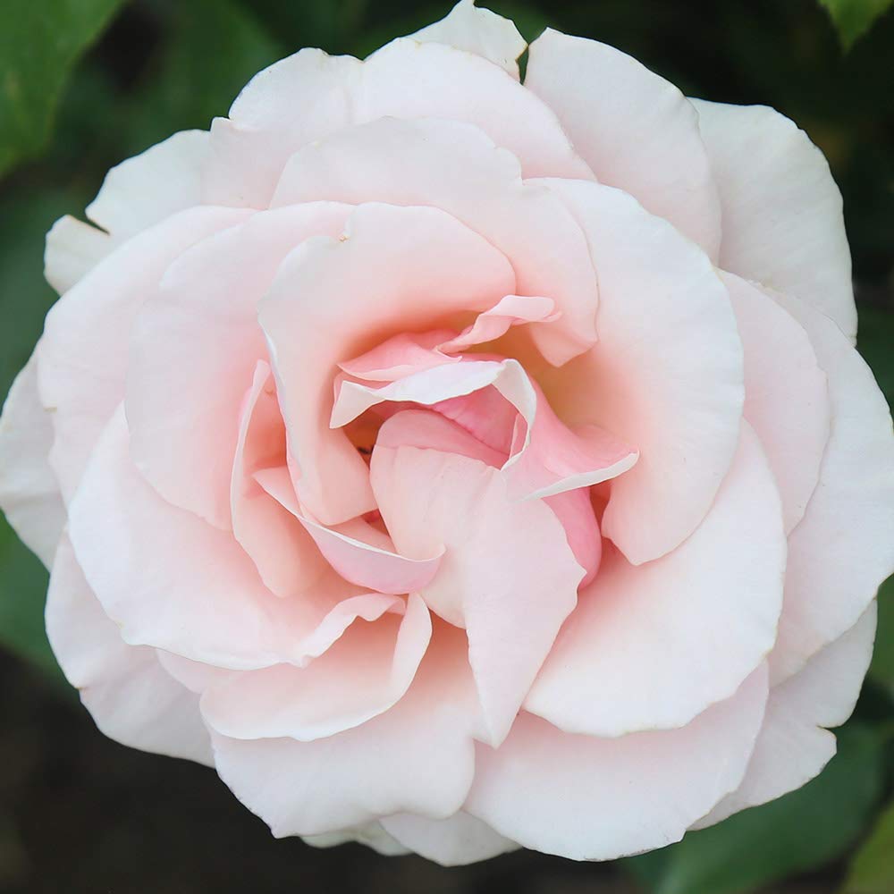 Heirloom Grandiflora Roses, Live Own Root Plant for Outdoor Garden, Mother of Pearl®, Lightly Fragrant, Hardiness Zones: 6-9, Repeat Blooming