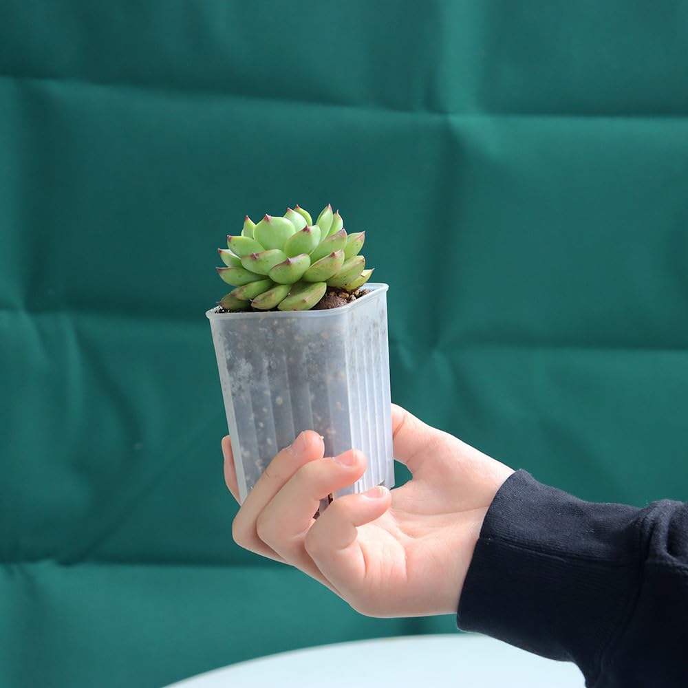 BangQiao 120 Pack 2.40 Inch Small Clear Plastic Square Nursery and Seedling Pot, Deep Transplant Seed Starter Planter with Drain Hole for Germination, Herb, Succulent