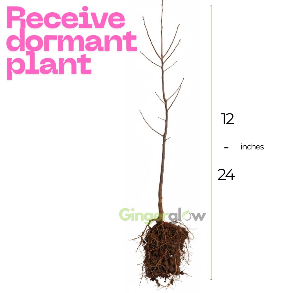 (No Ship to CA) 4 Persimmon Tree Live Bare Root Seedlings | | 1-2ft Tall | Cold-Hardy North American Native Fruit Tree | Well-Rooted Plants for Home Garden | Dormant Plant